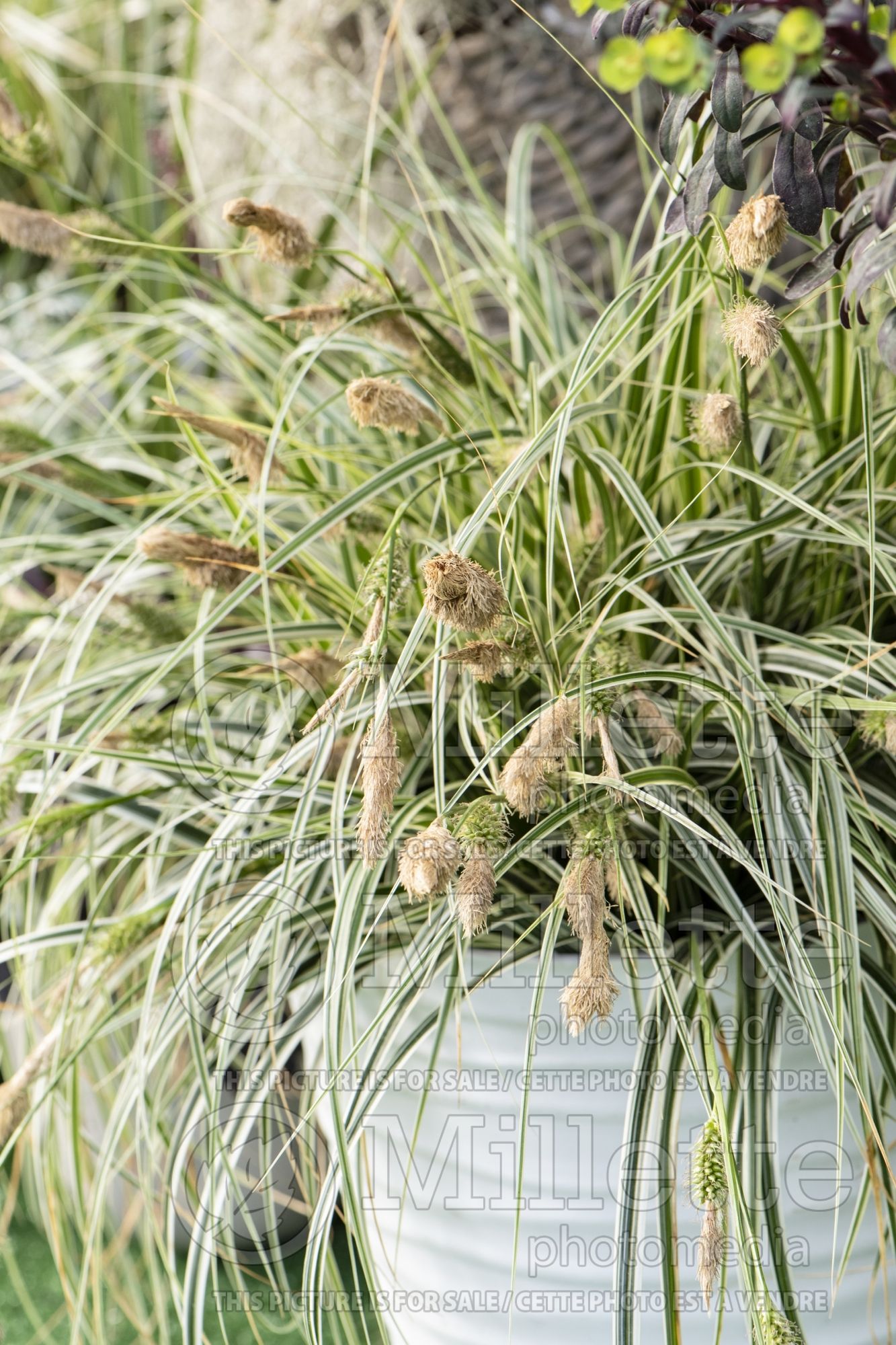 Carex Feather Falls (sedge Ornamental Grass) 4