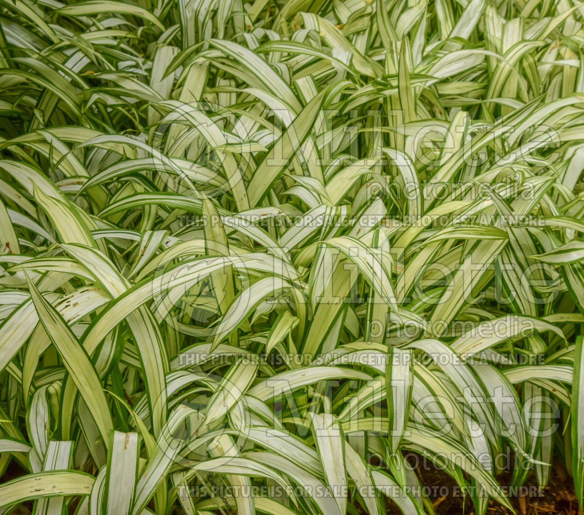 Carex Snow Cap (Broad-leaved Sedge Ornamental Grass) 3