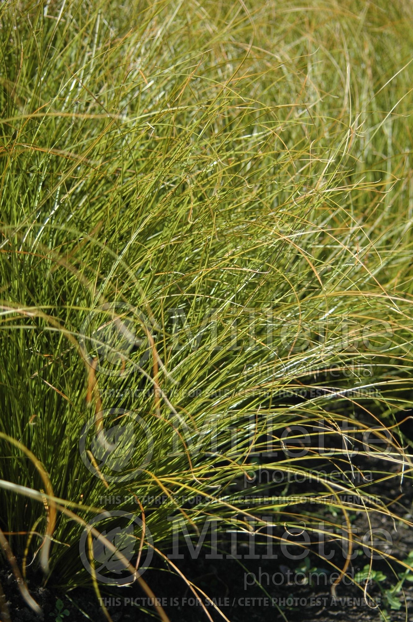 Carex Prairie Fire (Broad-leaved Sedge Ornamental Grass) 1