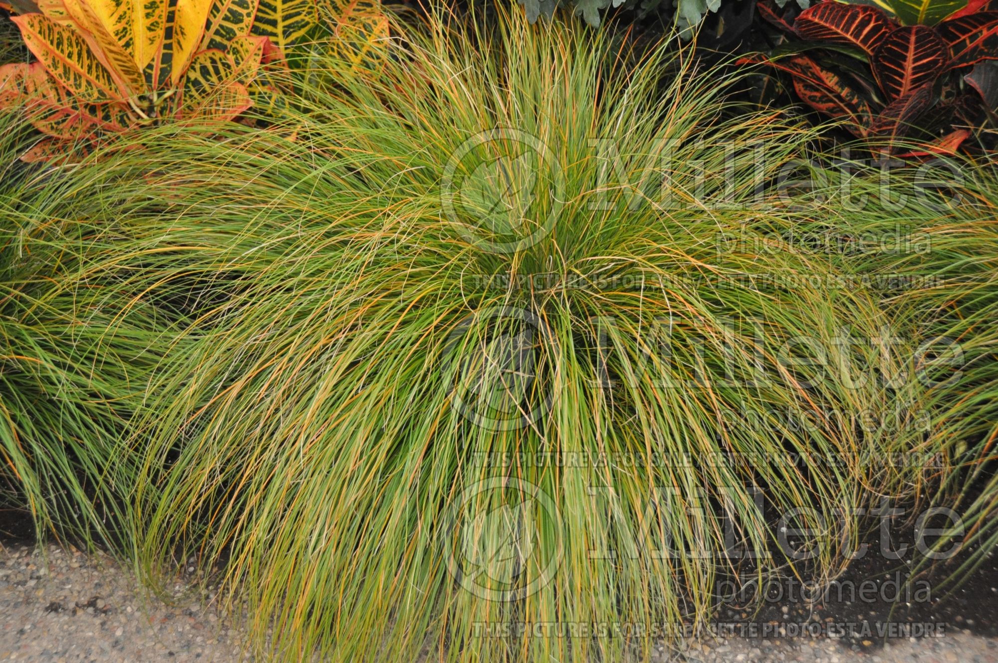 Carex Prairie Fire (Broad-leaved Sedge Ornamental Grass) 3