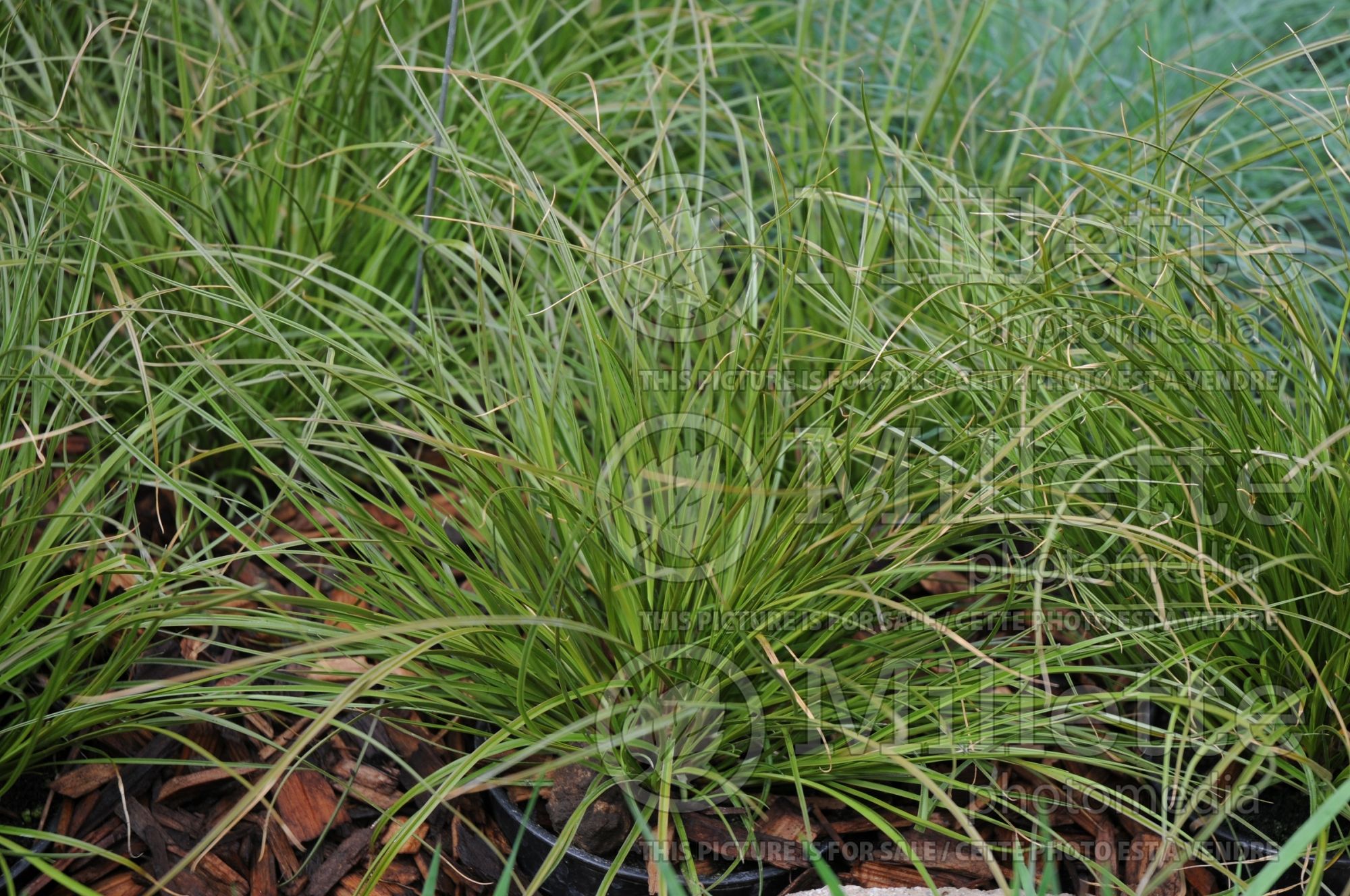 Carex Prairie Fire (Broad-leaved Sedge Ornamental Grass) 4
