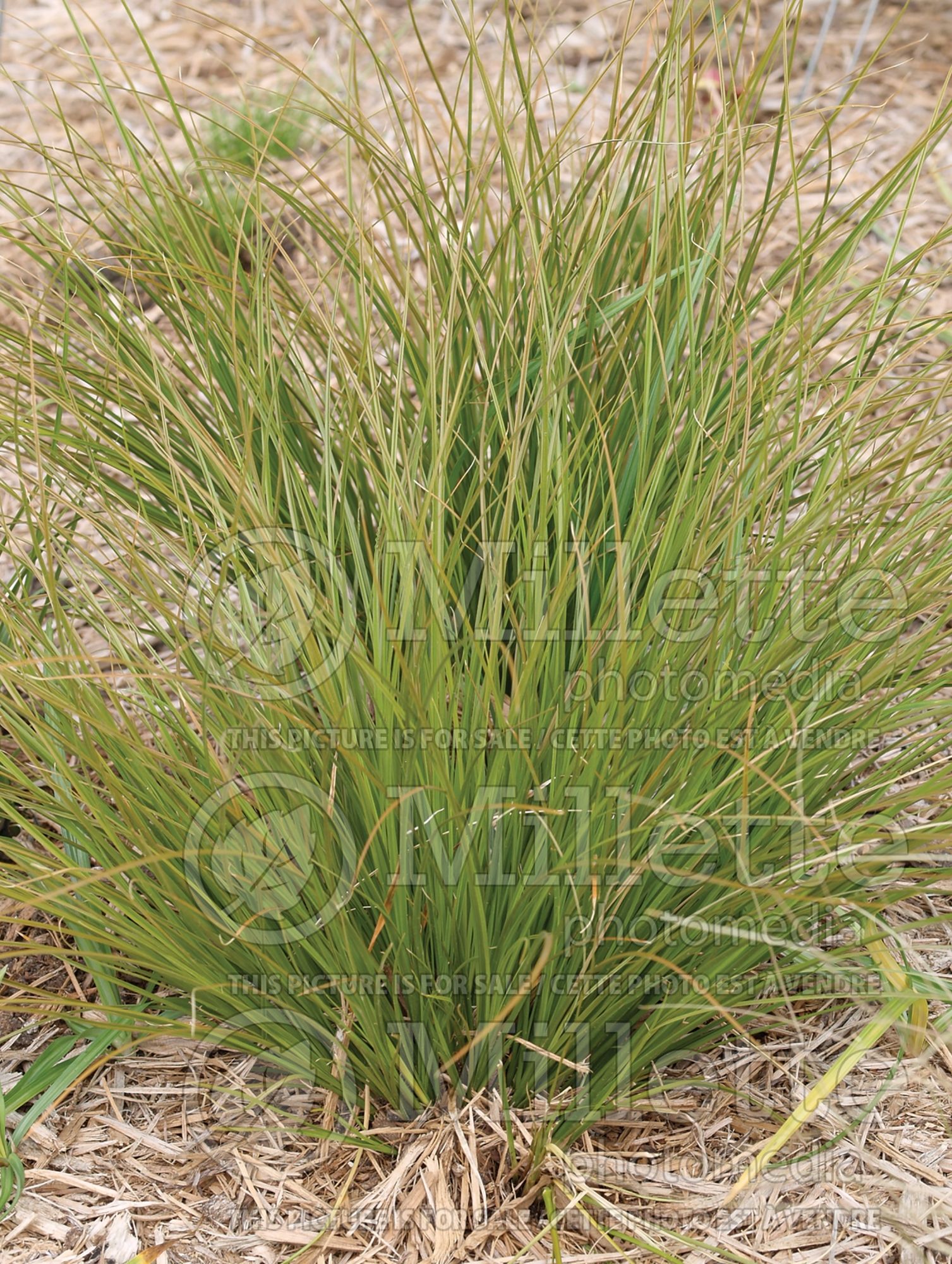 Carex Prairie Fire (Broad-leaved Sedge Ornamental Grass) 8