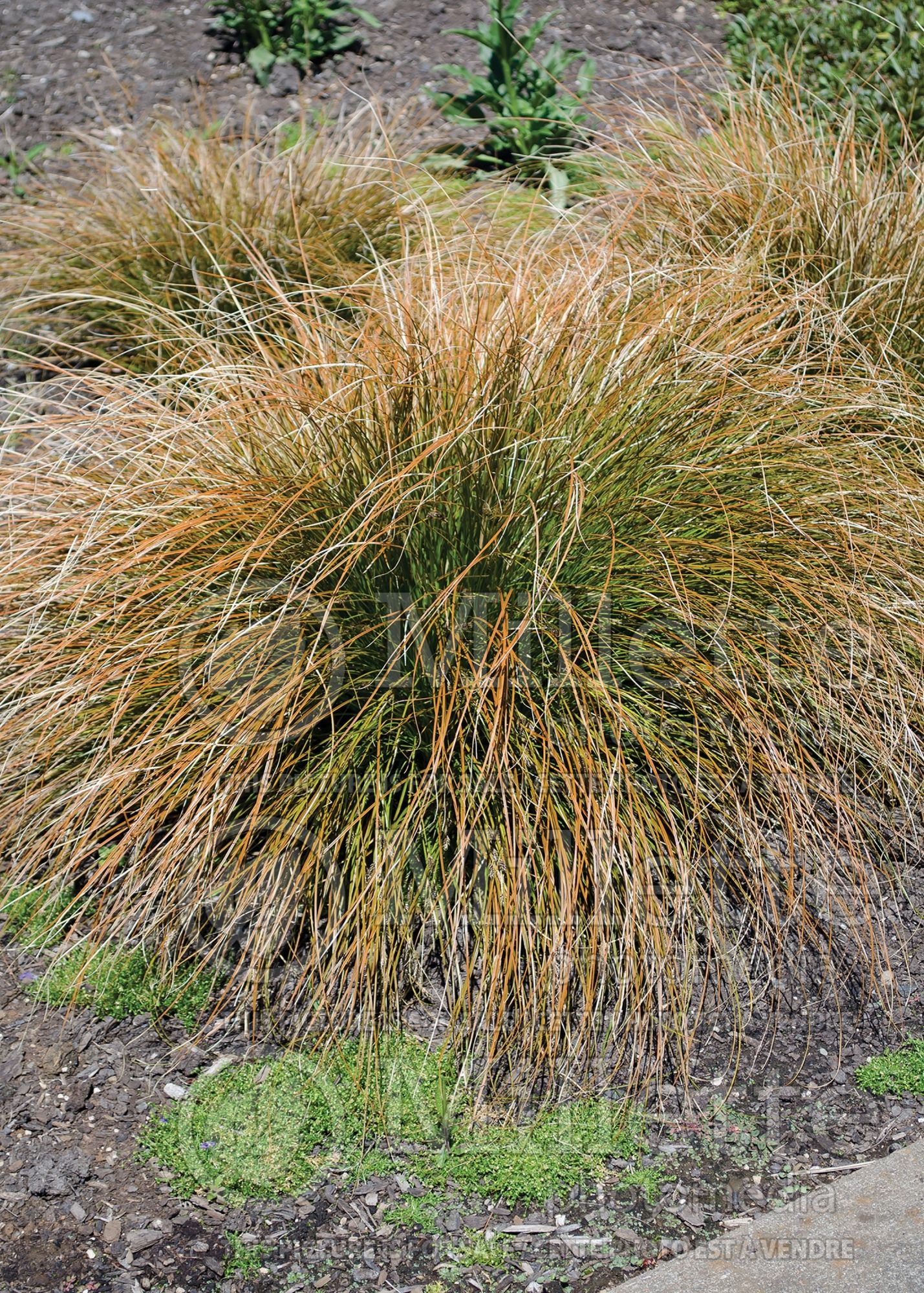 Carex Prairie Fire (Broad-leaved Sedge Ornamental Grass) 7