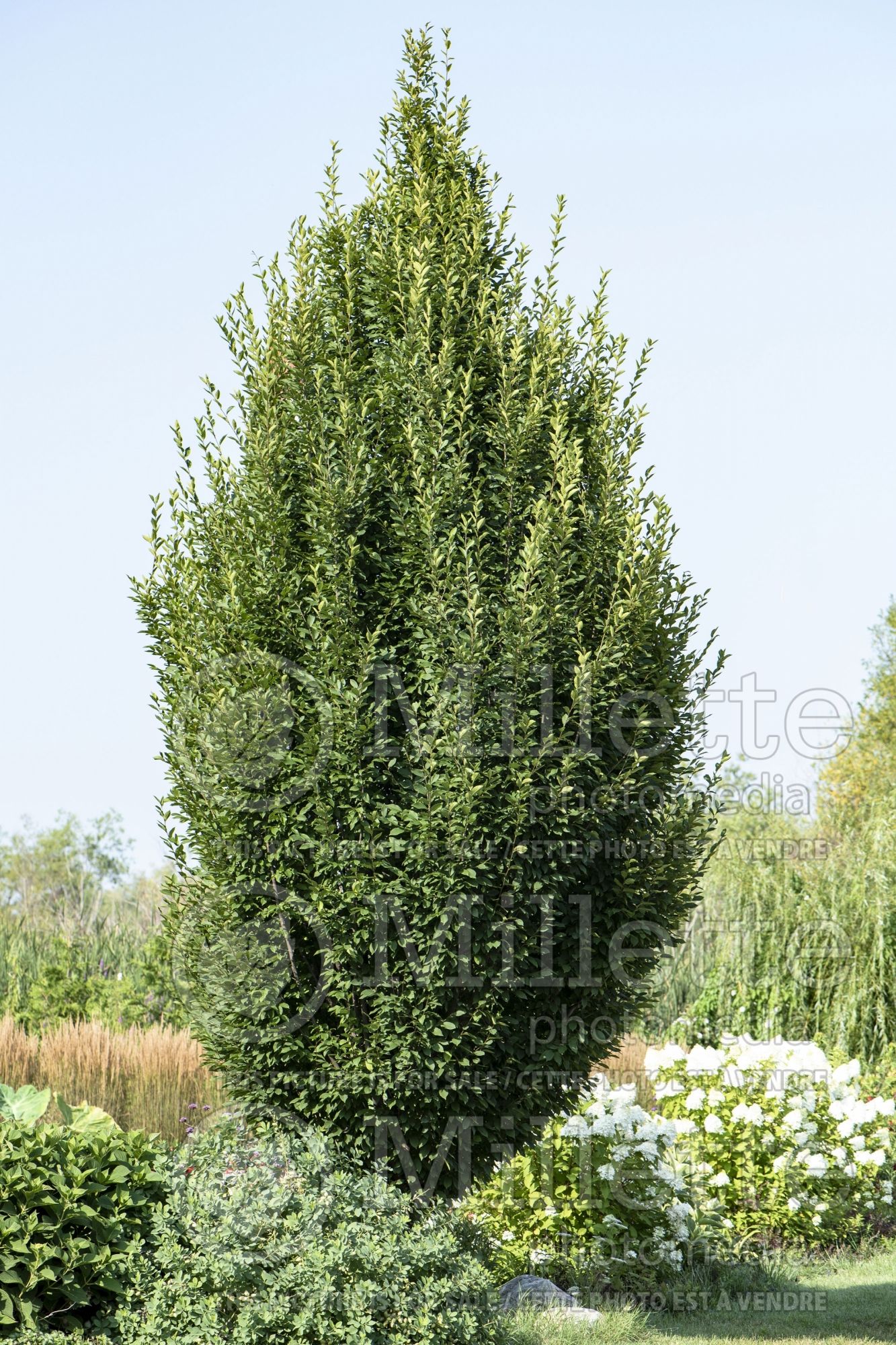 Carpinus Columnaris (American hornbeam) 1