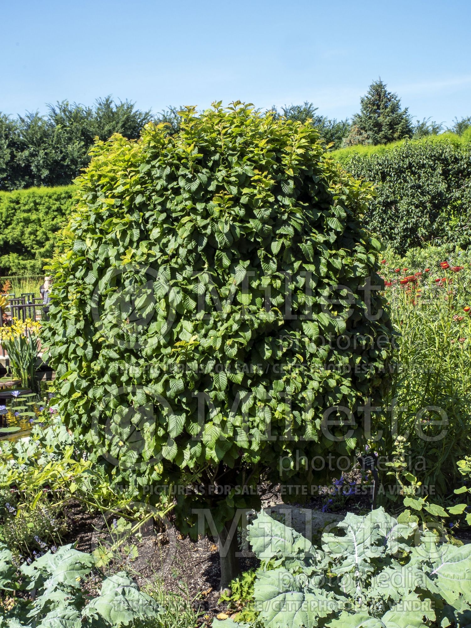 Carpinus Columnaris Nana (American hornbeam) 2