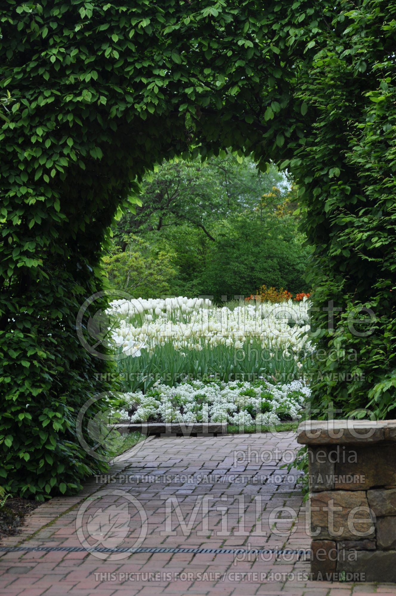 Carpinus - hornbeam hedge 3