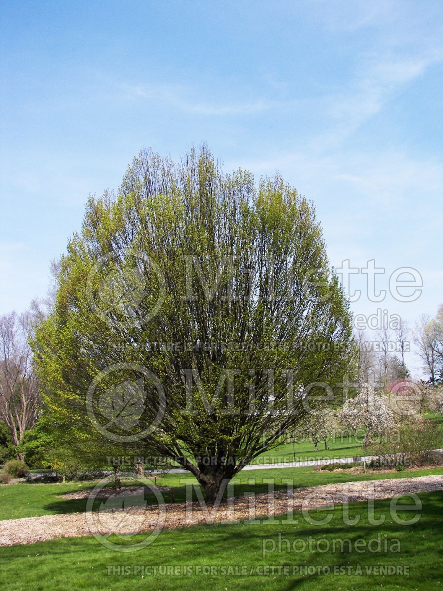 Carpinus betulus (American hornbeam) 7