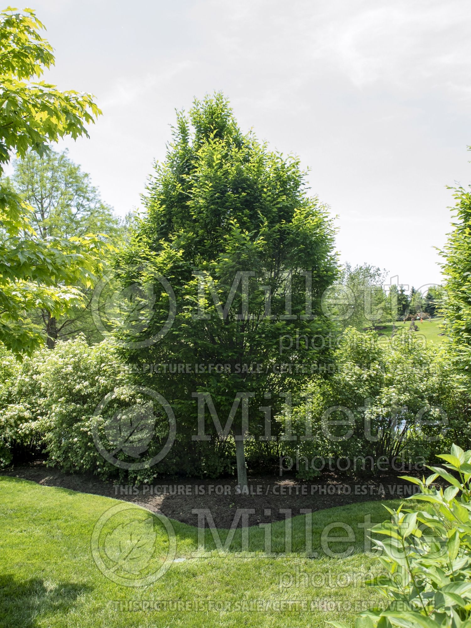 Carpinus Fastigiata (American hornbeam) 4
