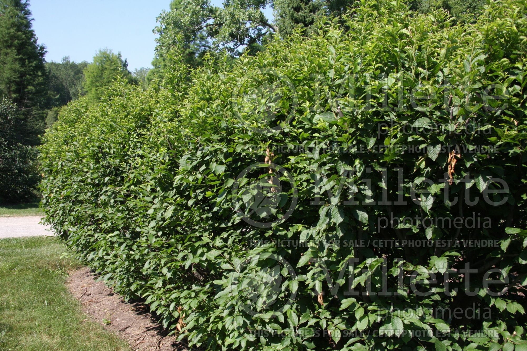 Carpinus - hornbeam hedge 5