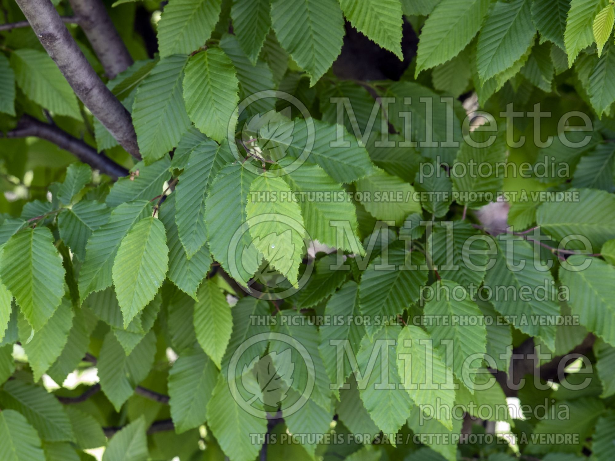 Carpinus Frans Fontaine (Hornbeam) 6