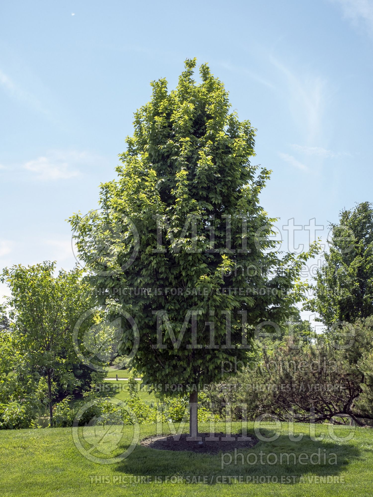 Carpinus Frans Fontaine (Hornbeam) 5