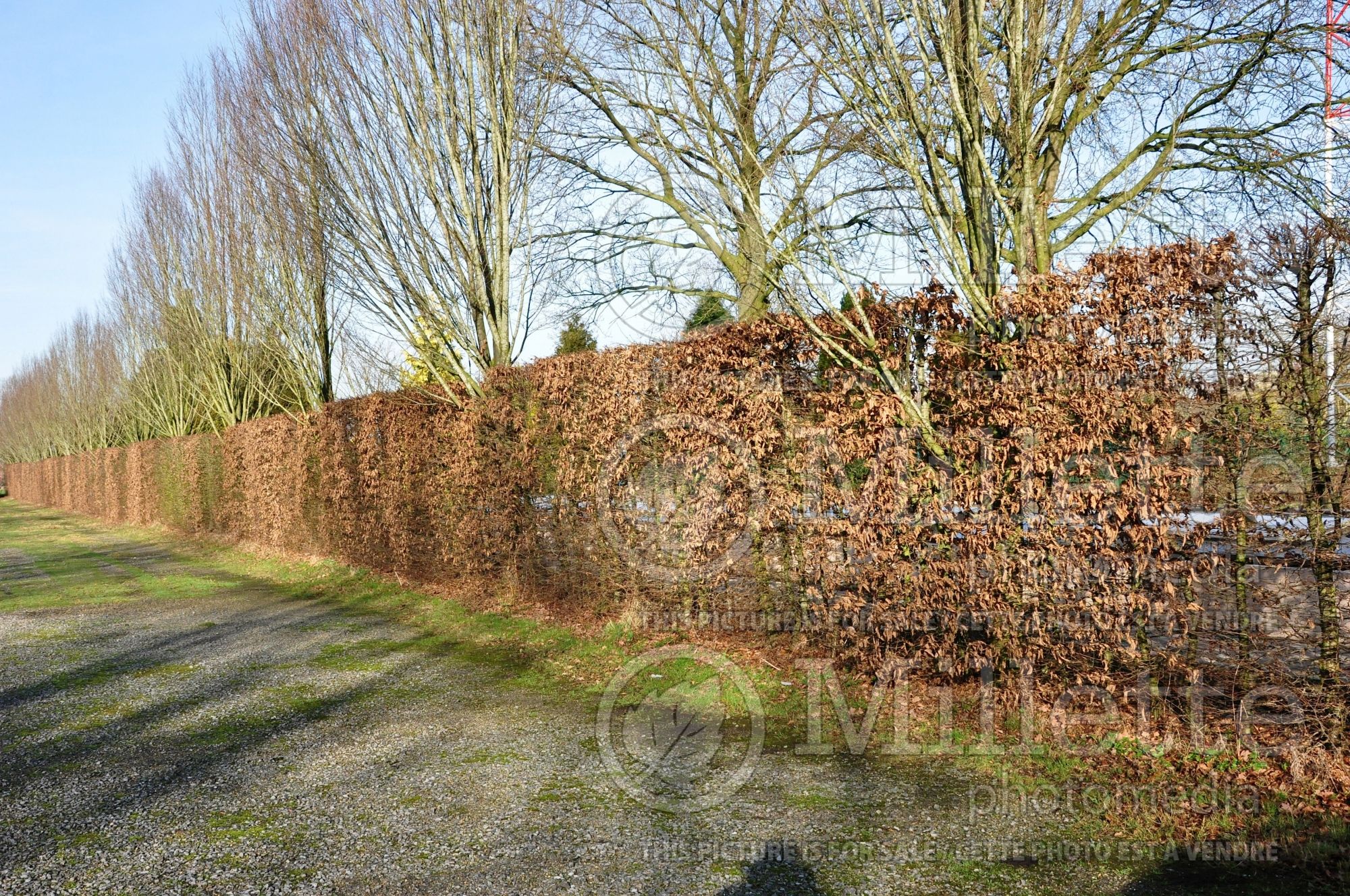 Carpinus - hornbeam hedge 6