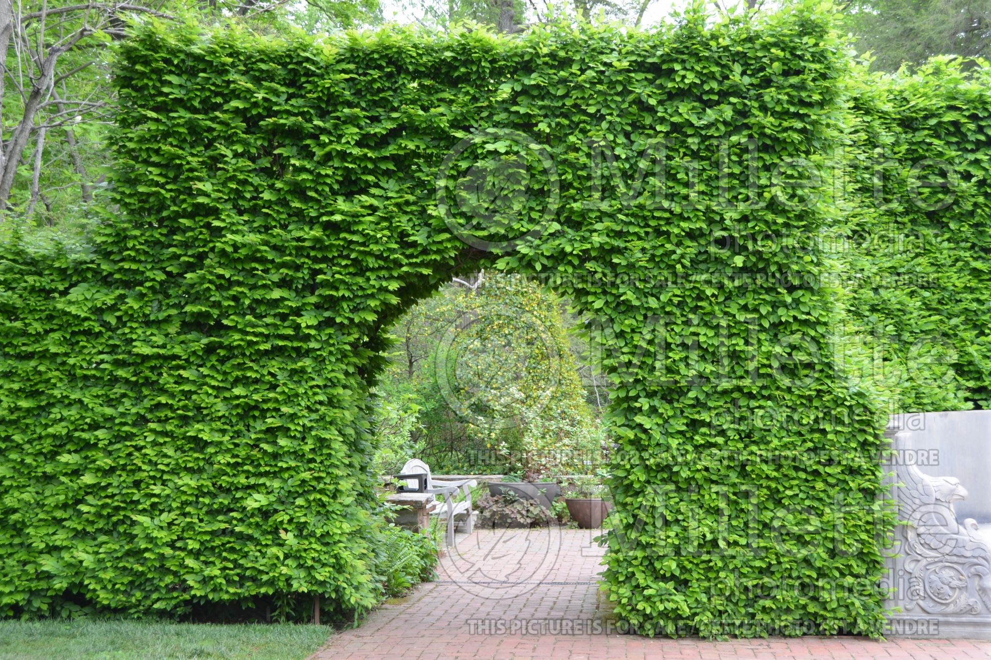 Carpinus - hornbeam hedge 4