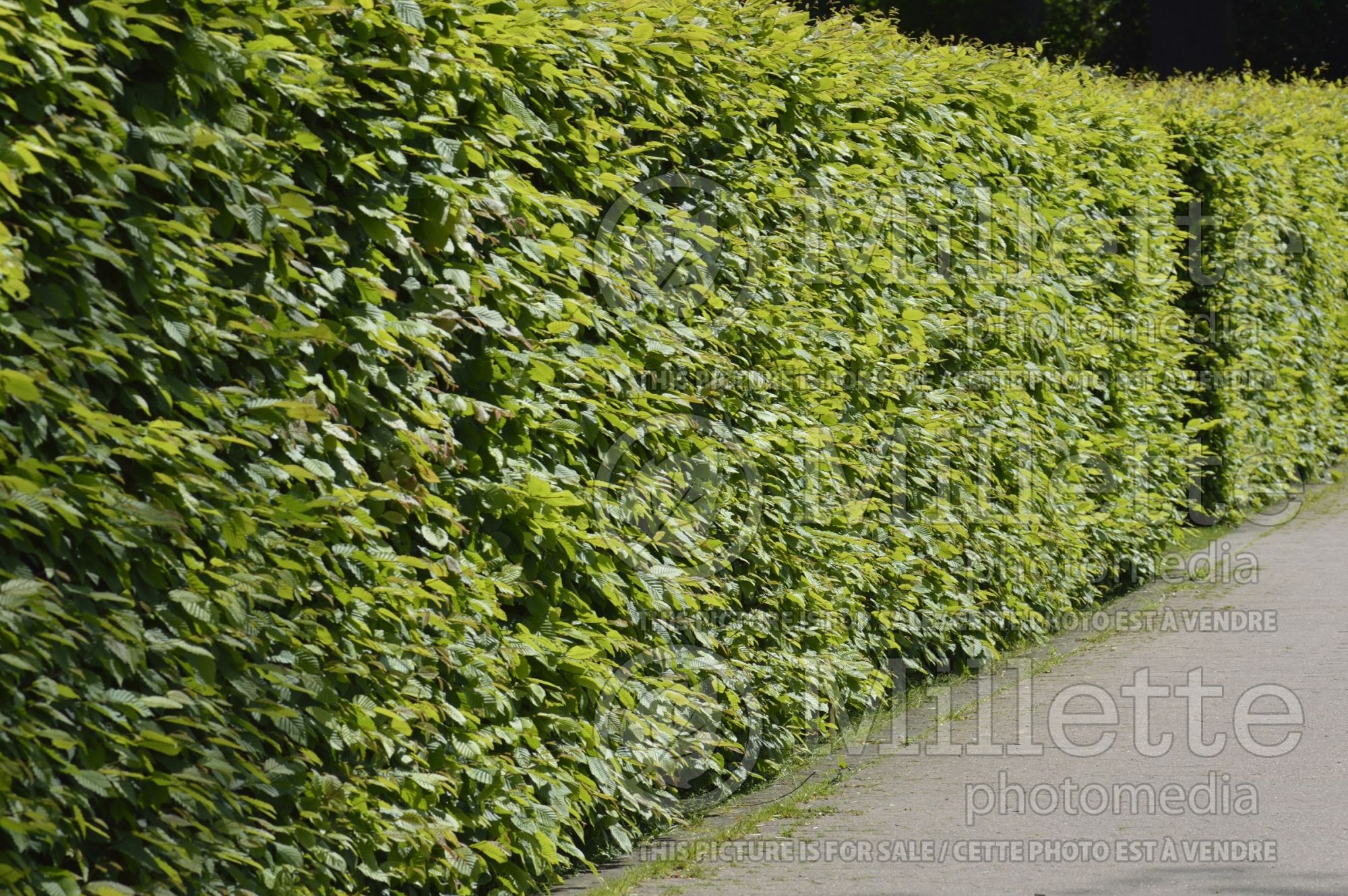Carpinus - hornbeam hedge 1