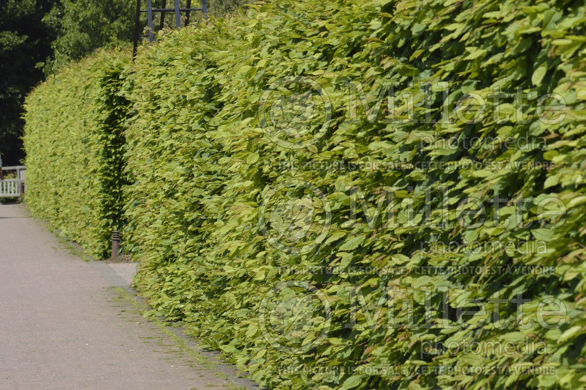 Carpinus - hornbeam hedge 2