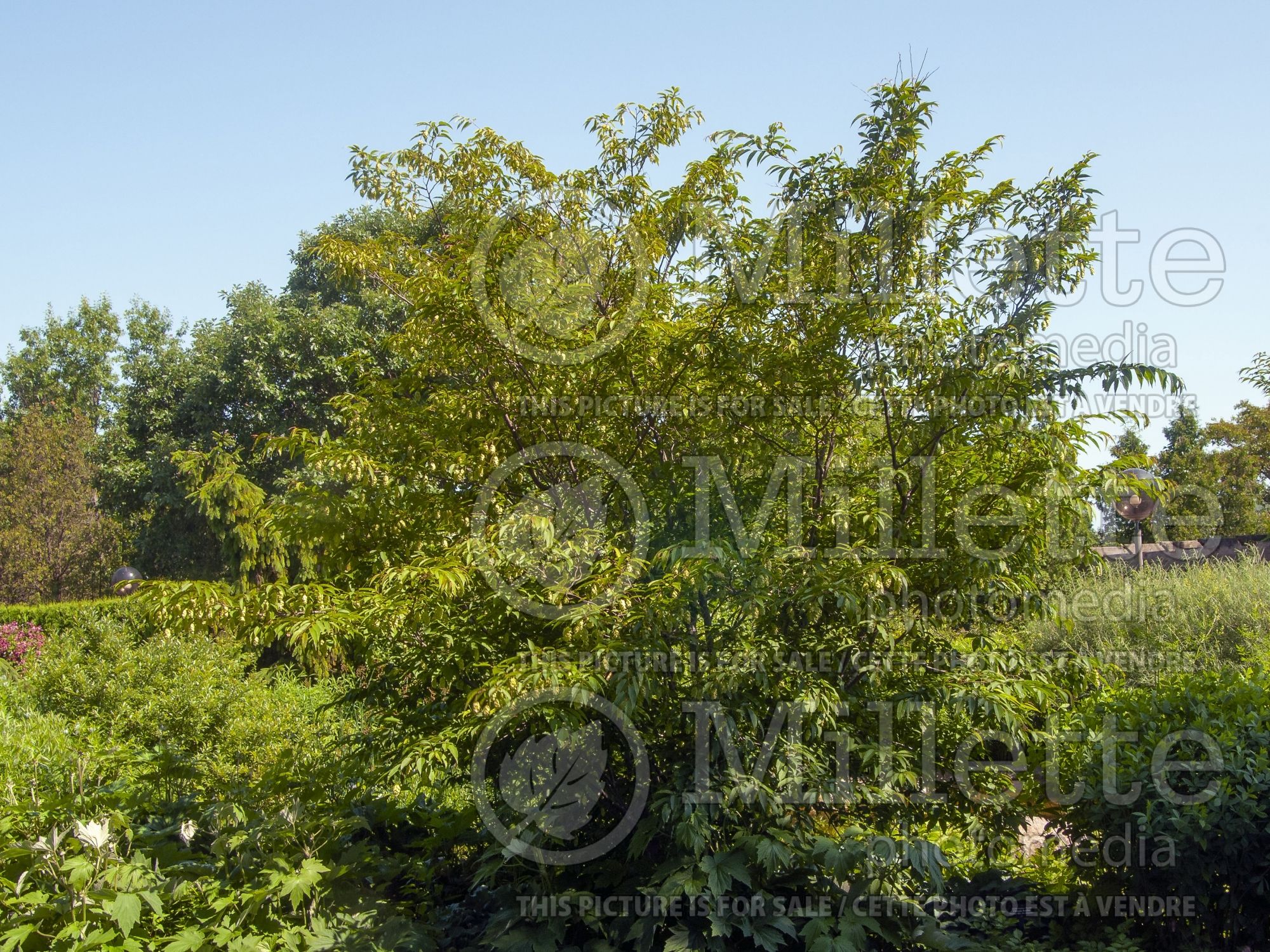 Carpinus japonica (Japanese Hornbeam) 1