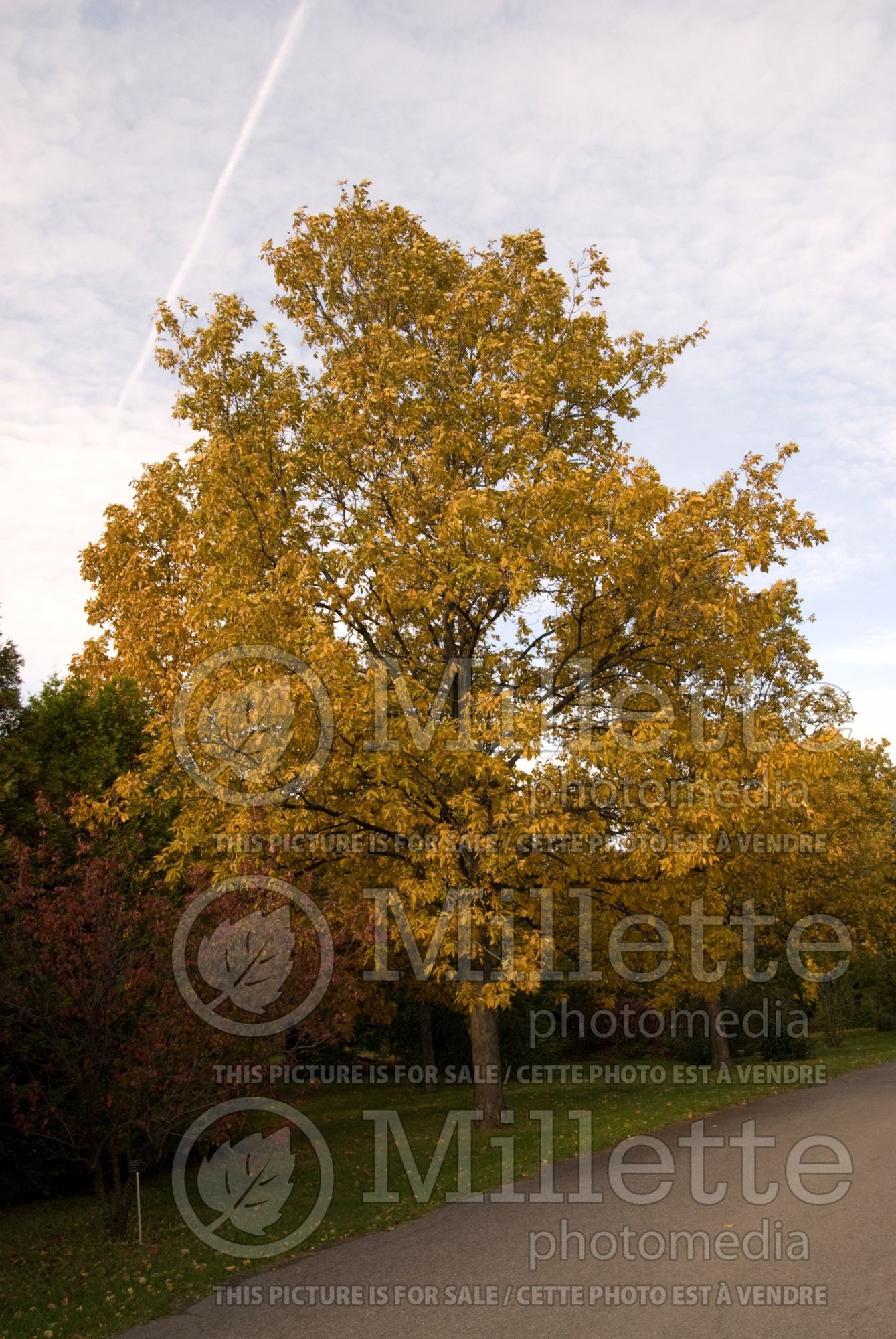 Carya ovata (shagbark hickory) 11