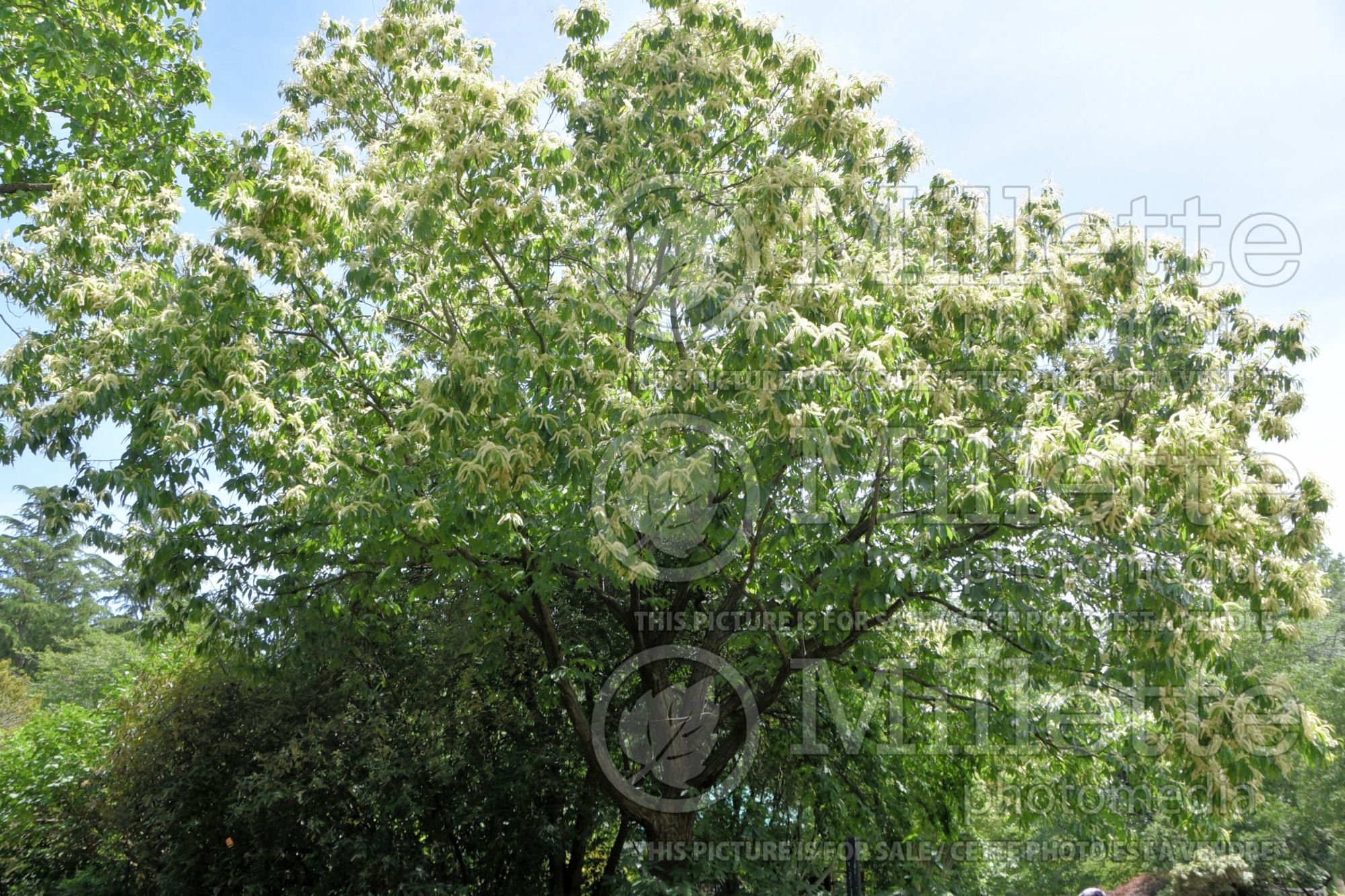 Castanea henryi (Japanese chestnut) 1