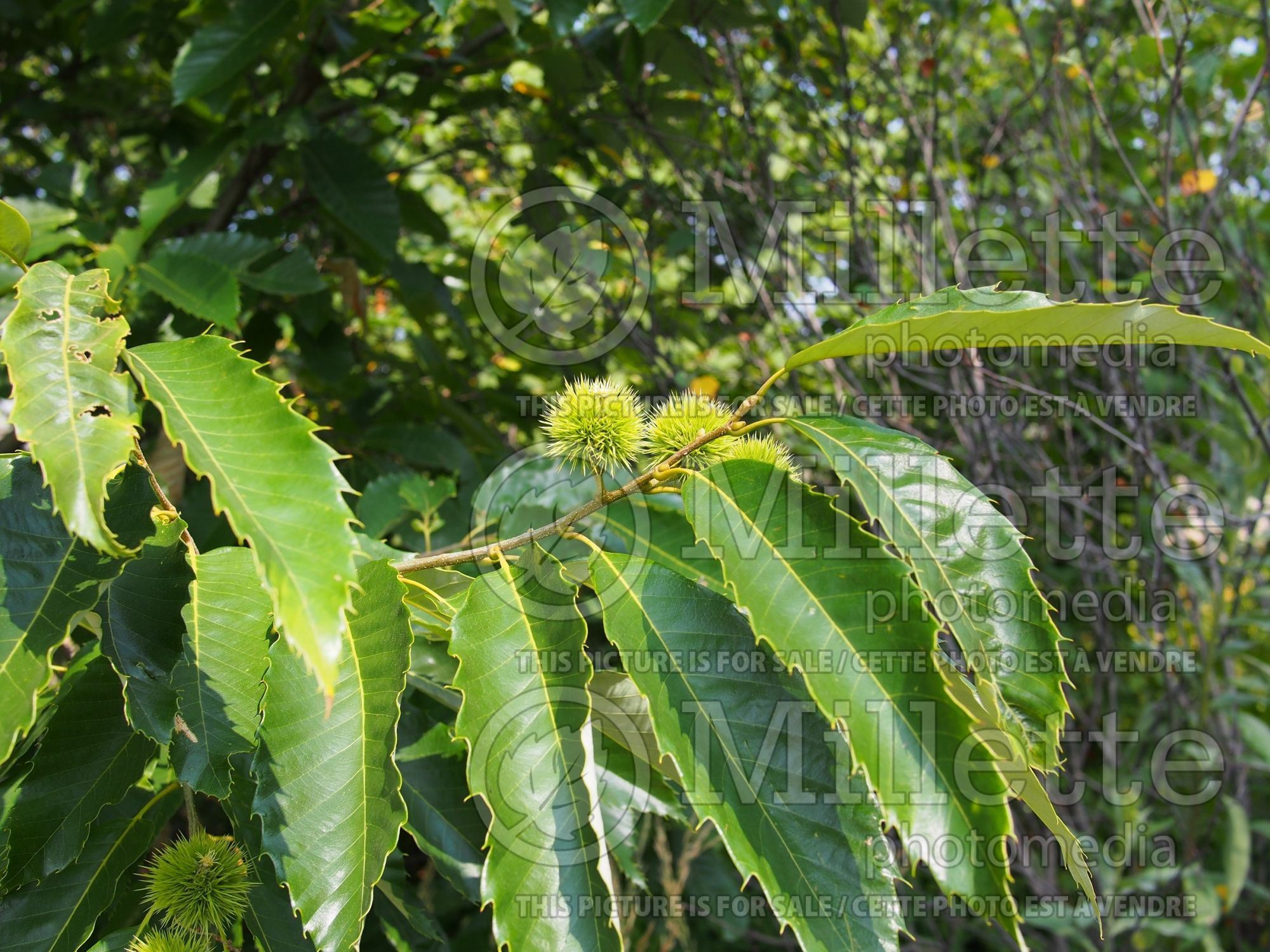 Castanea mollissima (Chinese chestnut) 1