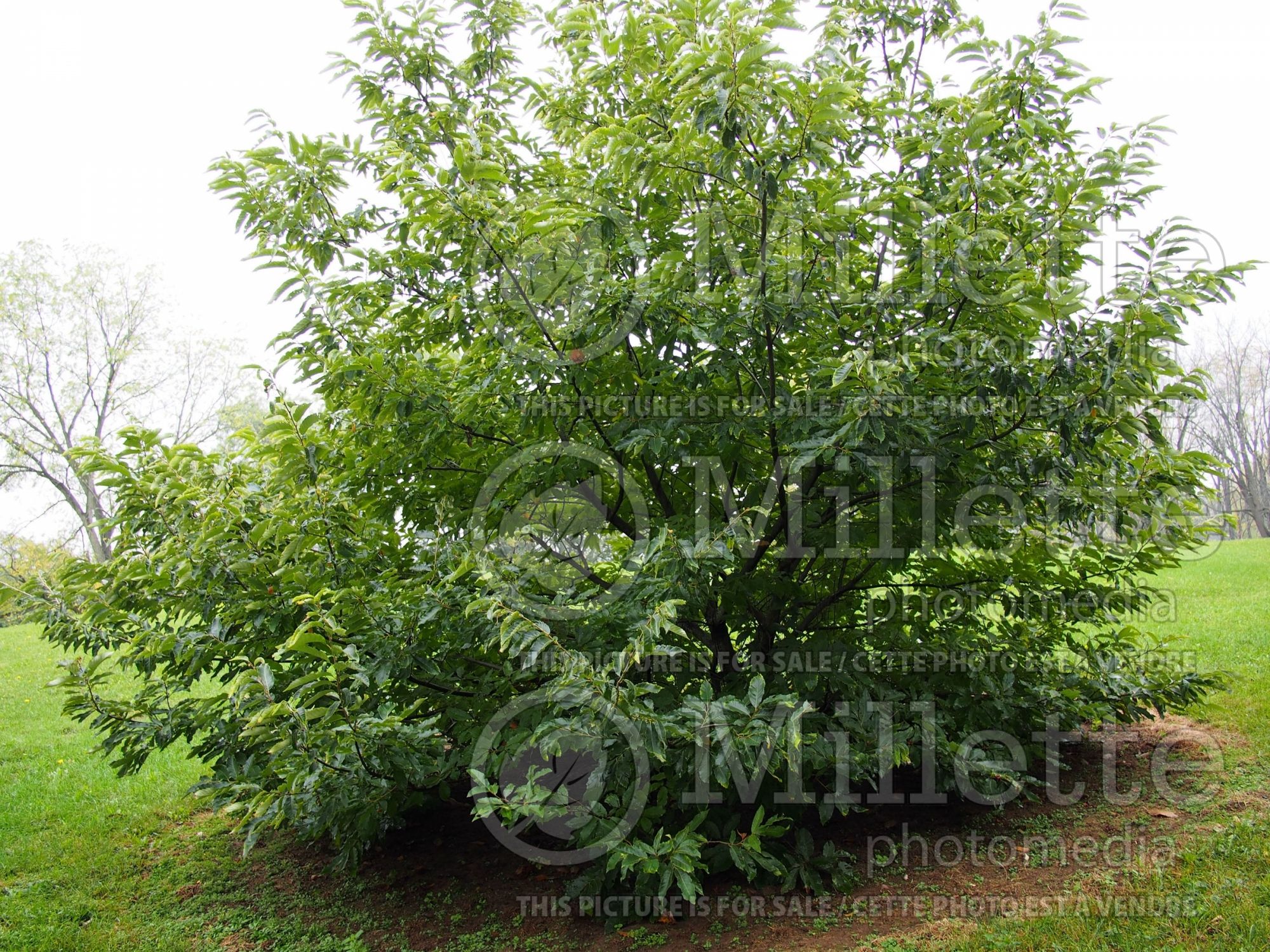 Castanea mollissima (Chinese chestnut) 2
