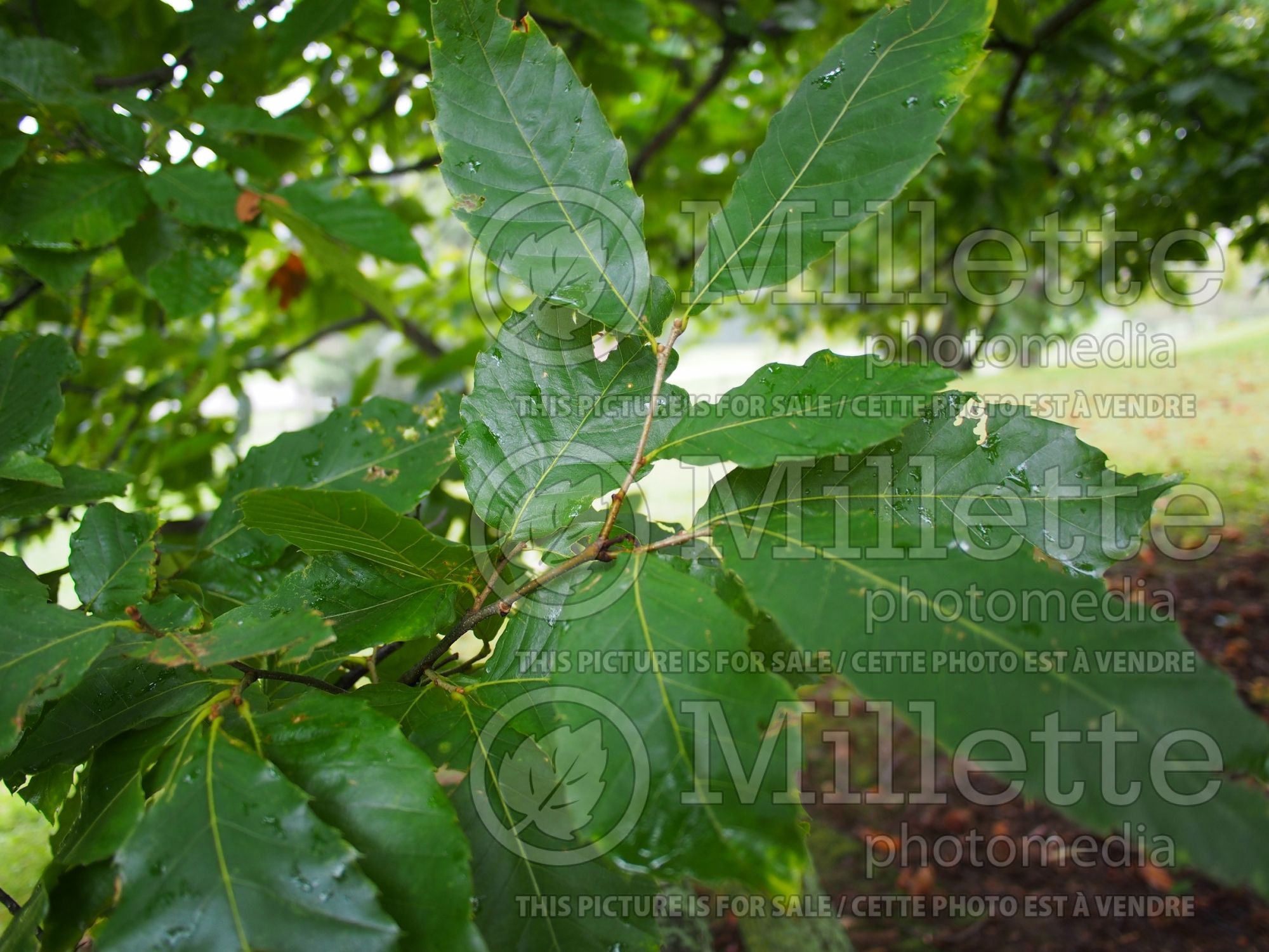 Castanea mollissima (Chinese chestnut) 4