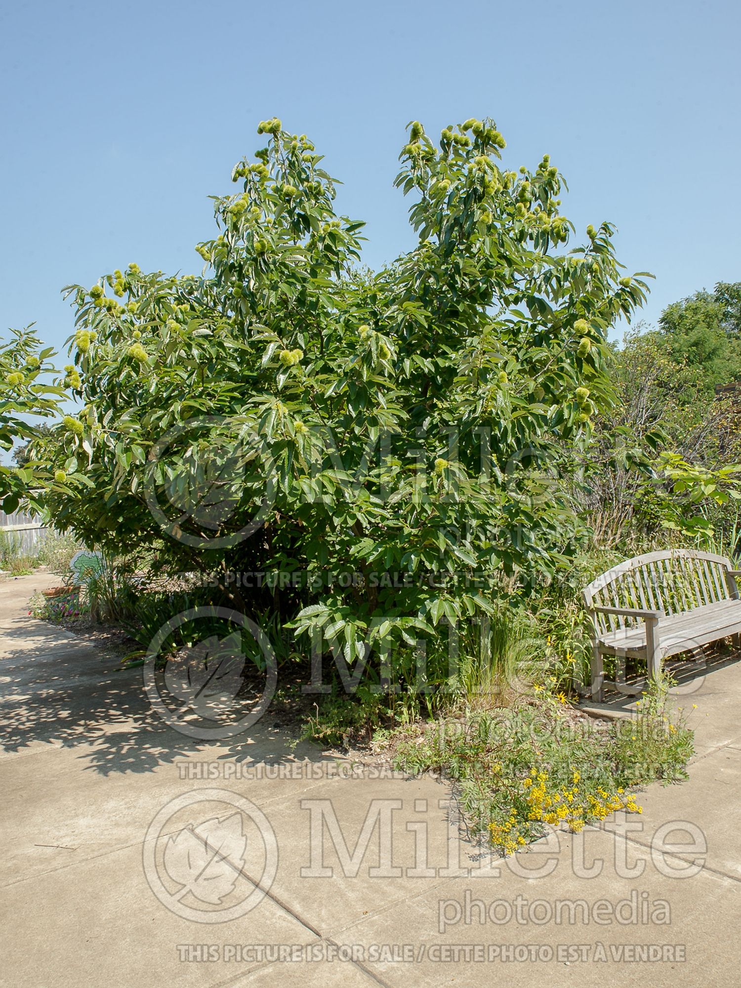Castanea mollissima var careana (Korean Chestnut ) 1