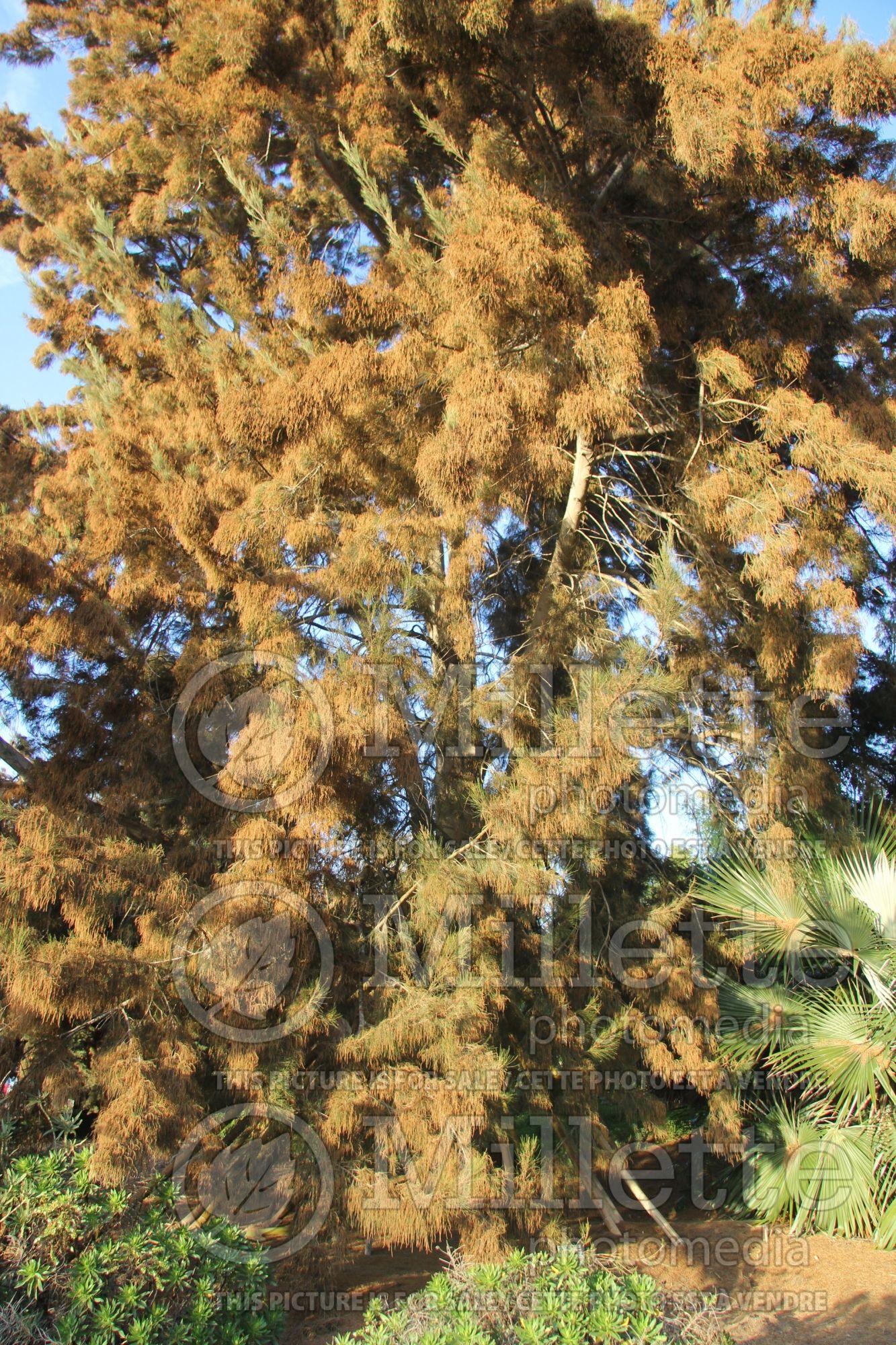 Casuarina cunninghamiana (River Oak) 1
