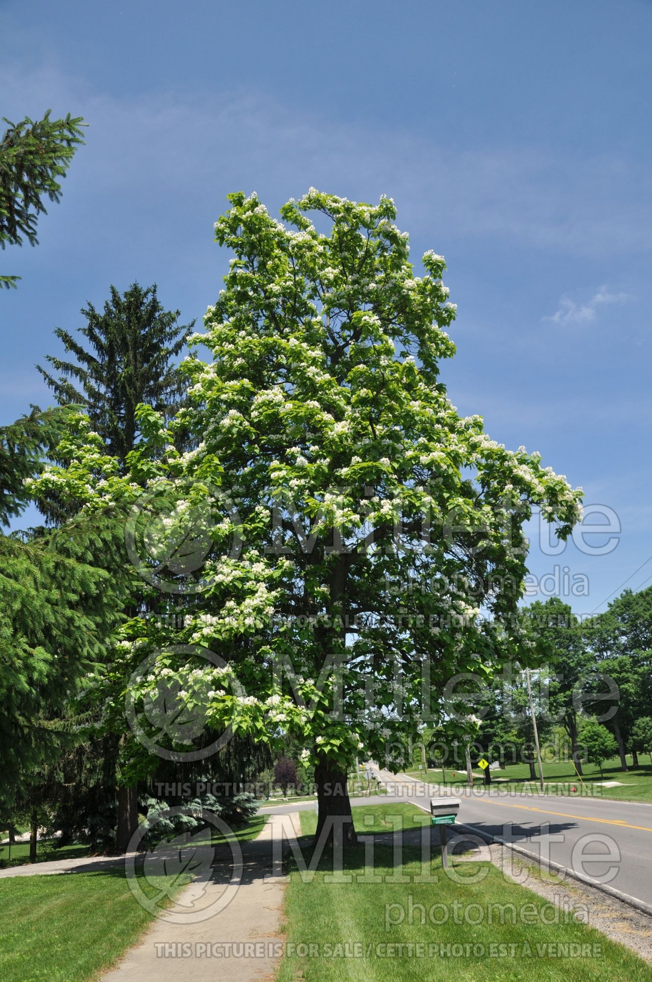 Catalpa speciosa (Catalpa) 3