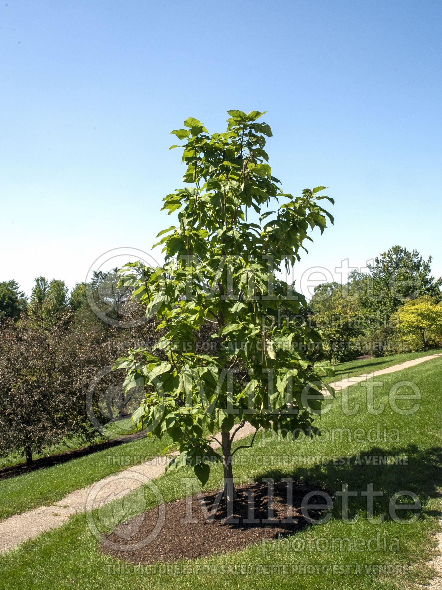 Catalpa Heartland aka Hiawatha (Western Catalpa) 1