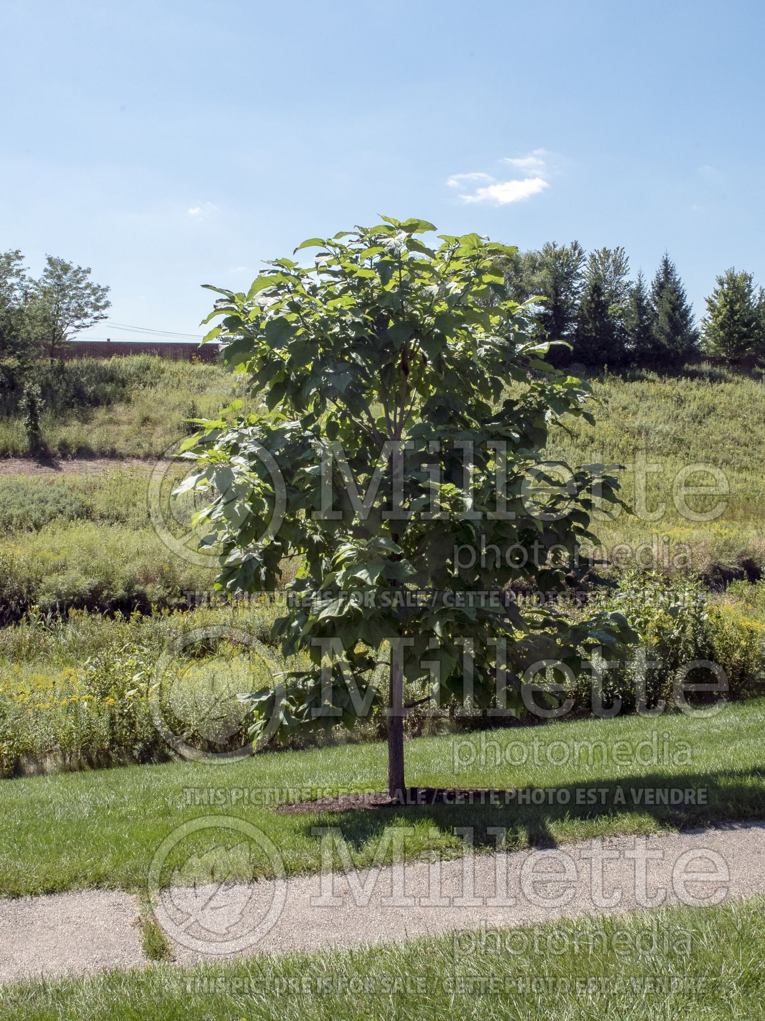 Catalpa Heartland aka Hiawatha (Western Catalpa) 2
