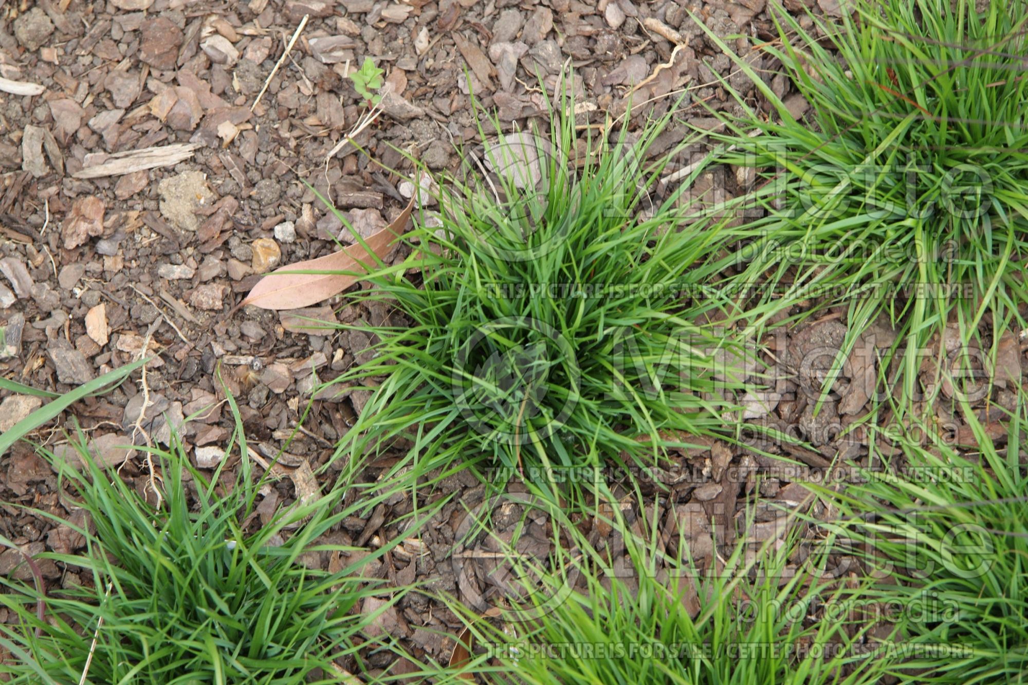 Catapodium marinum (sea-fern grass Stiff Sand Grass ornamental grass) 1