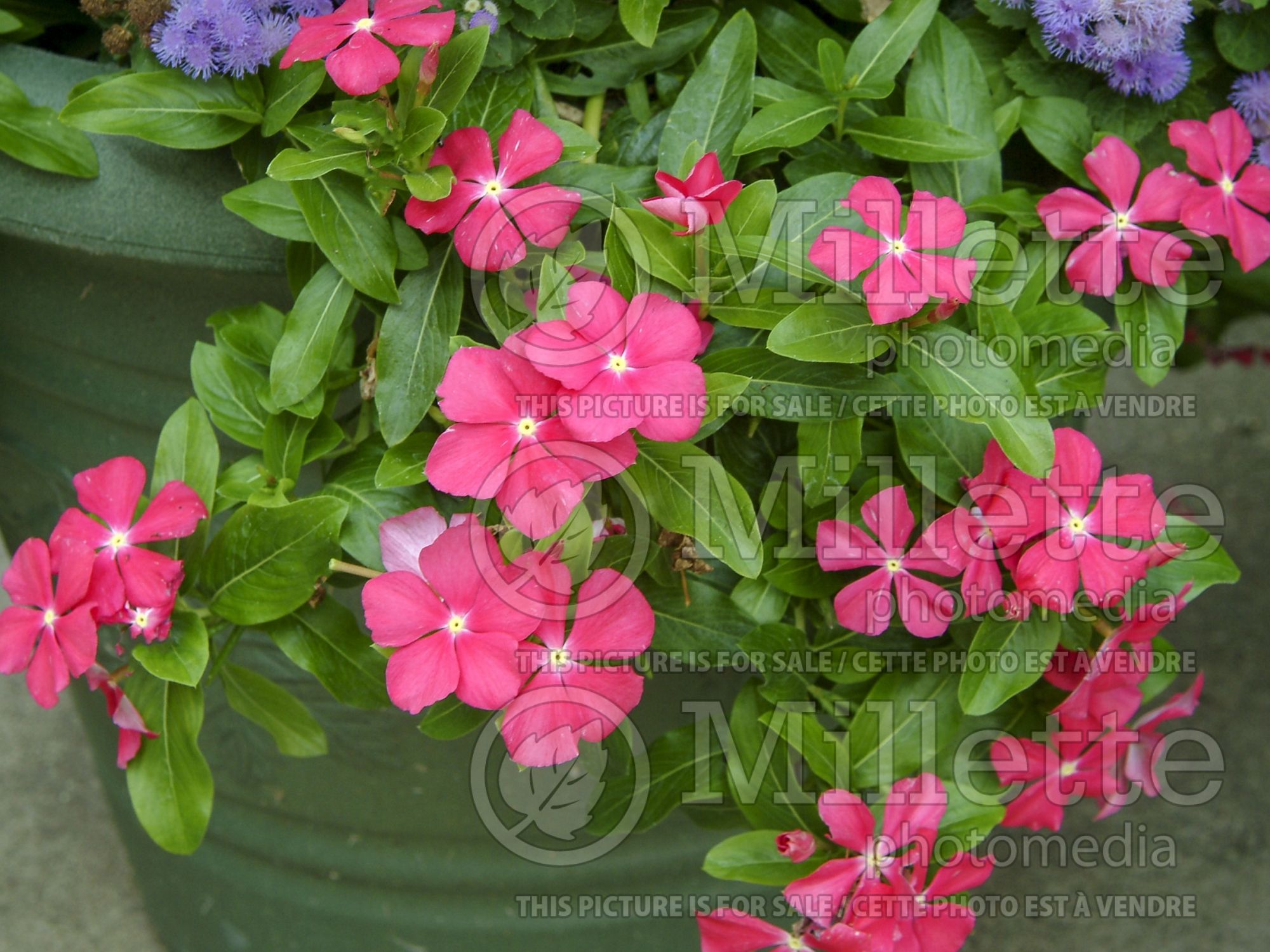 Catharanthus aka Vinca Med Deep Rose (Vinca) 2