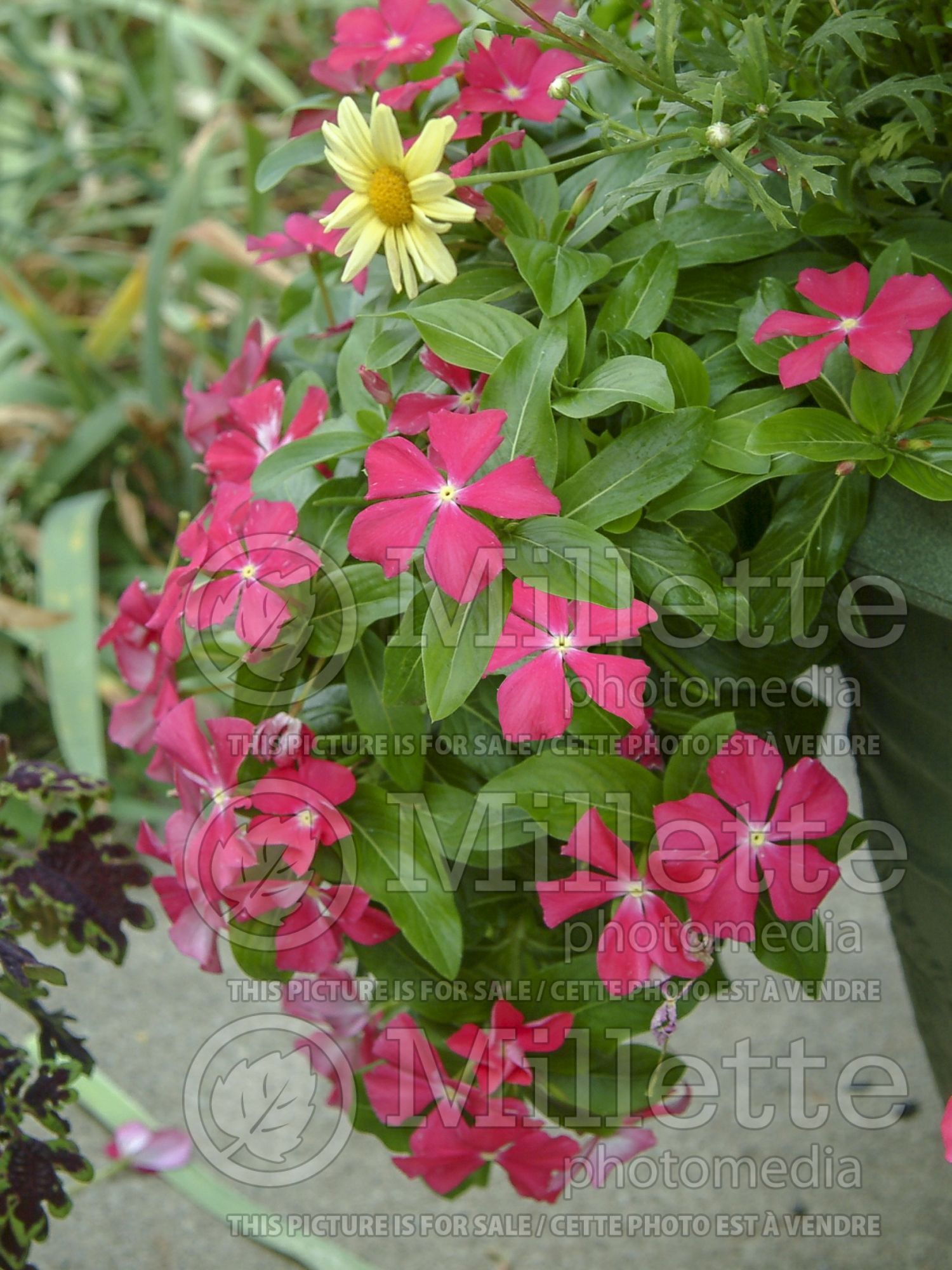 Catharanthus aka Vinca Med Deep Rose (Vinca) 3