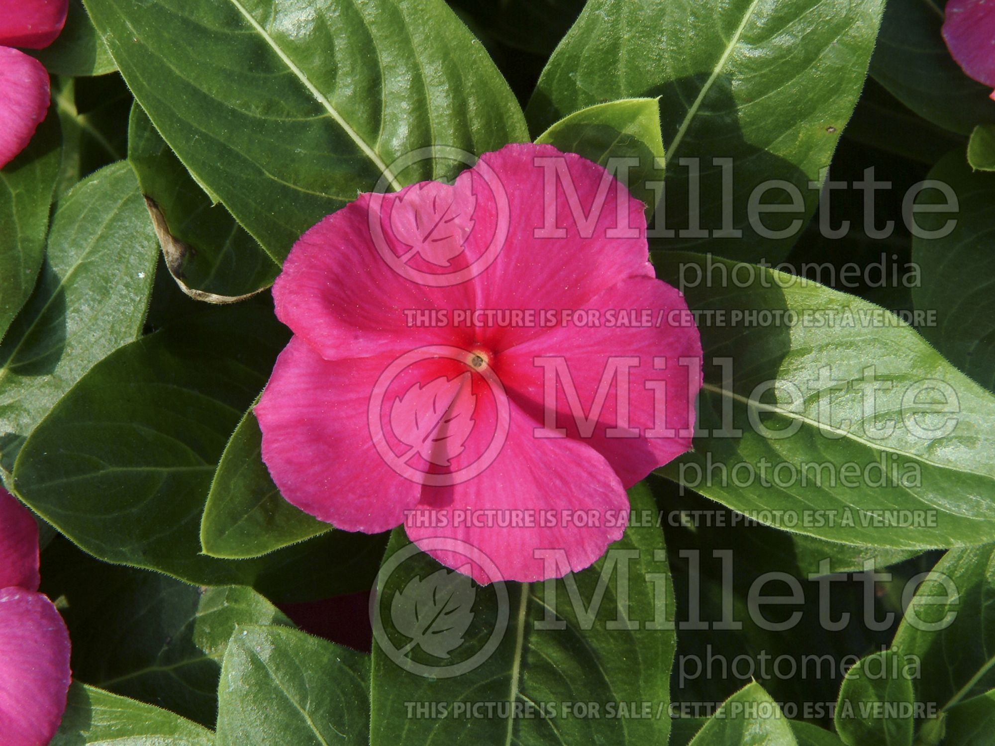 Catharanthus aka Vinca Sun Devil Extreme Hot Pink (Vinca) 1