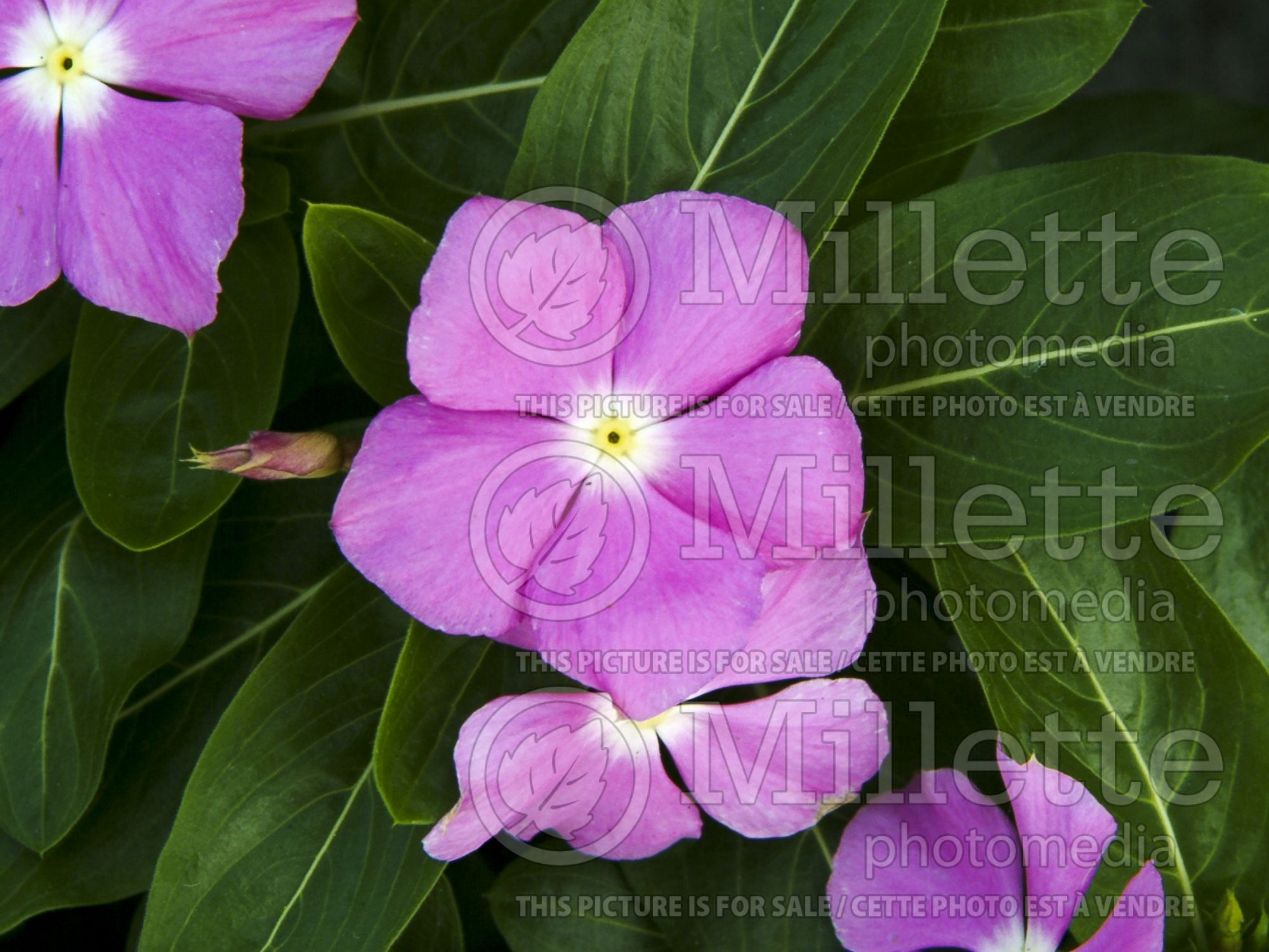 Catharanthus aka Vinca Sun Devil Extreme Lavender (Vinca) 1