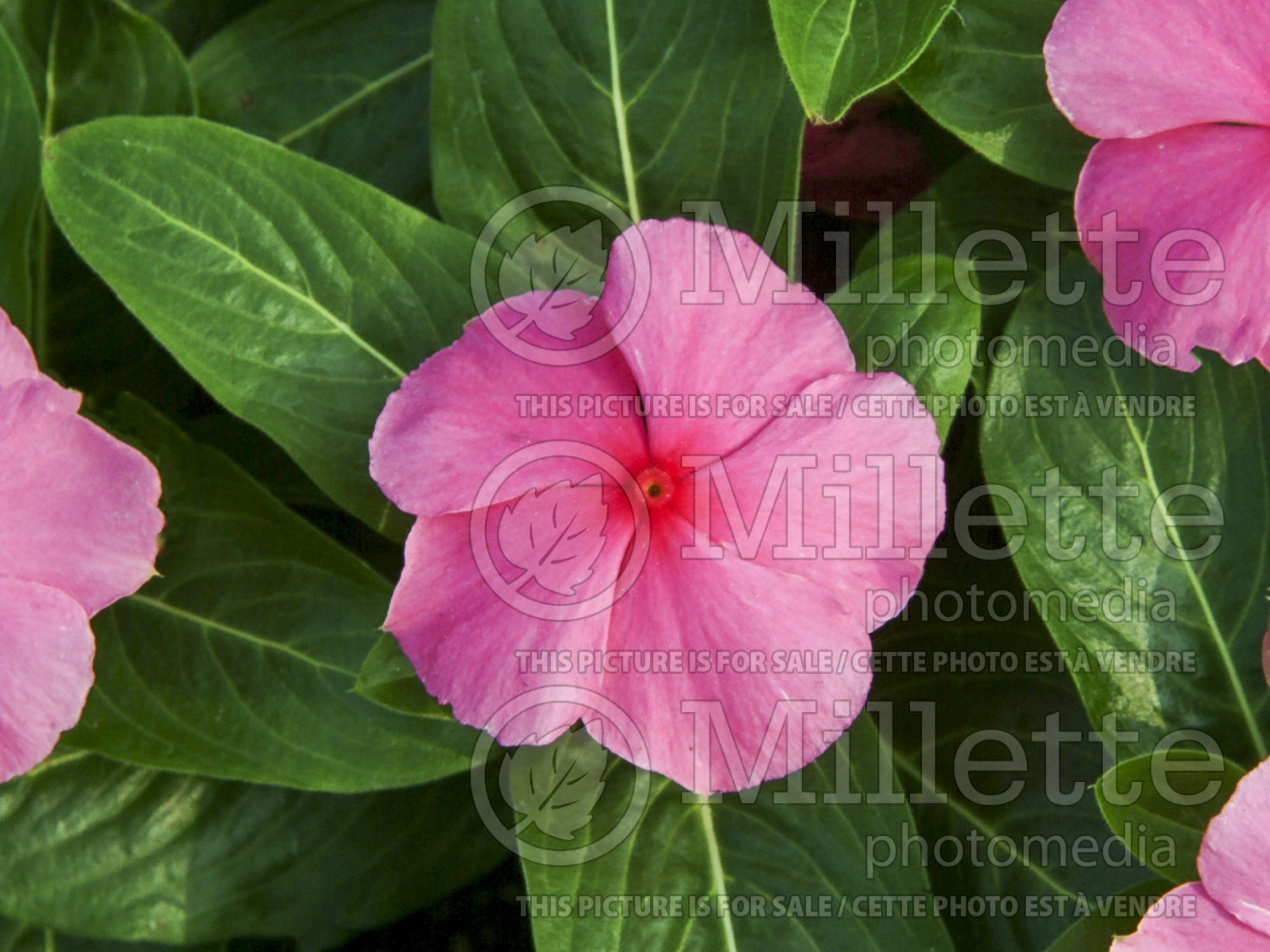 Catharanthus aka Vinca Sun Devil Extreme Rose (Vinca) 1