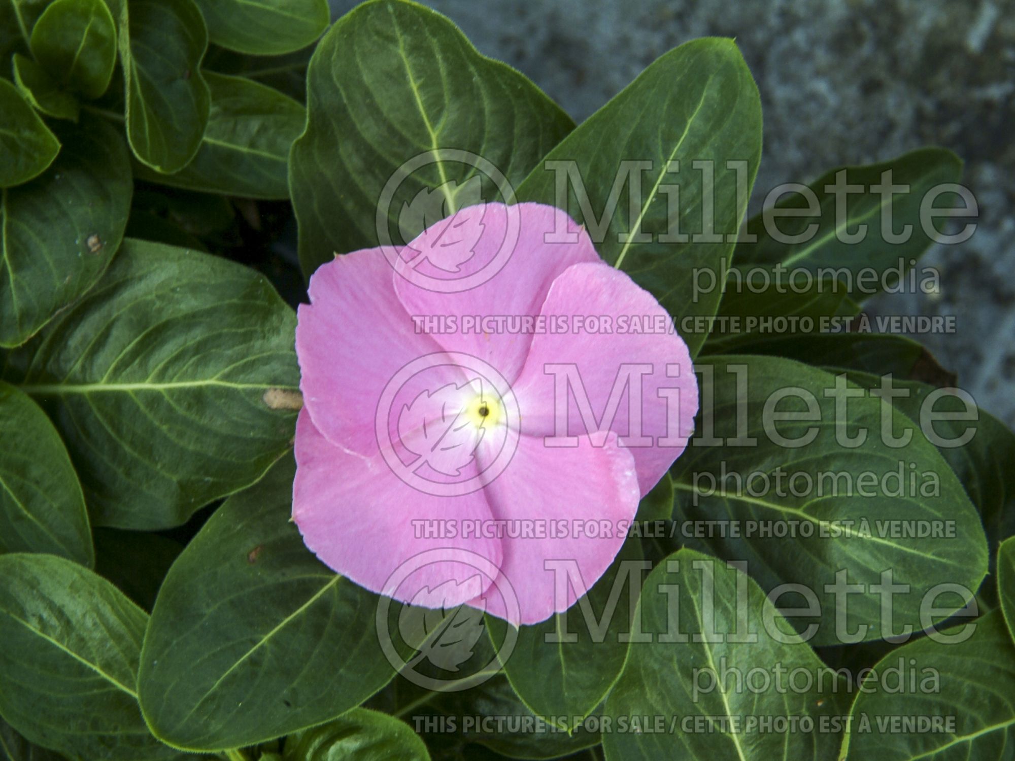 Catharanthus aka Vinca Sun Devil Extreme Soft Pink (Vinca) 1
