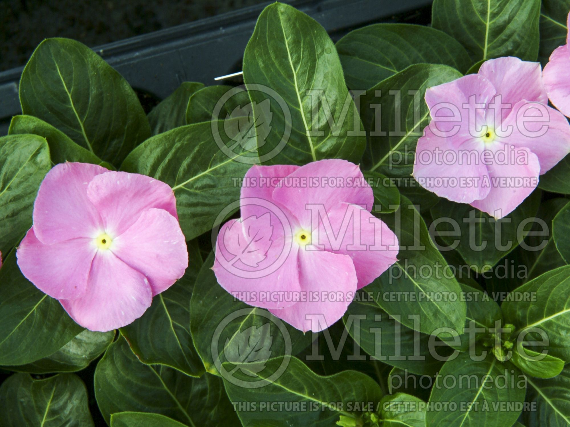 Catharanthus aka Vinca Sun Devil Extreme Soft Pink (Vinca) 2