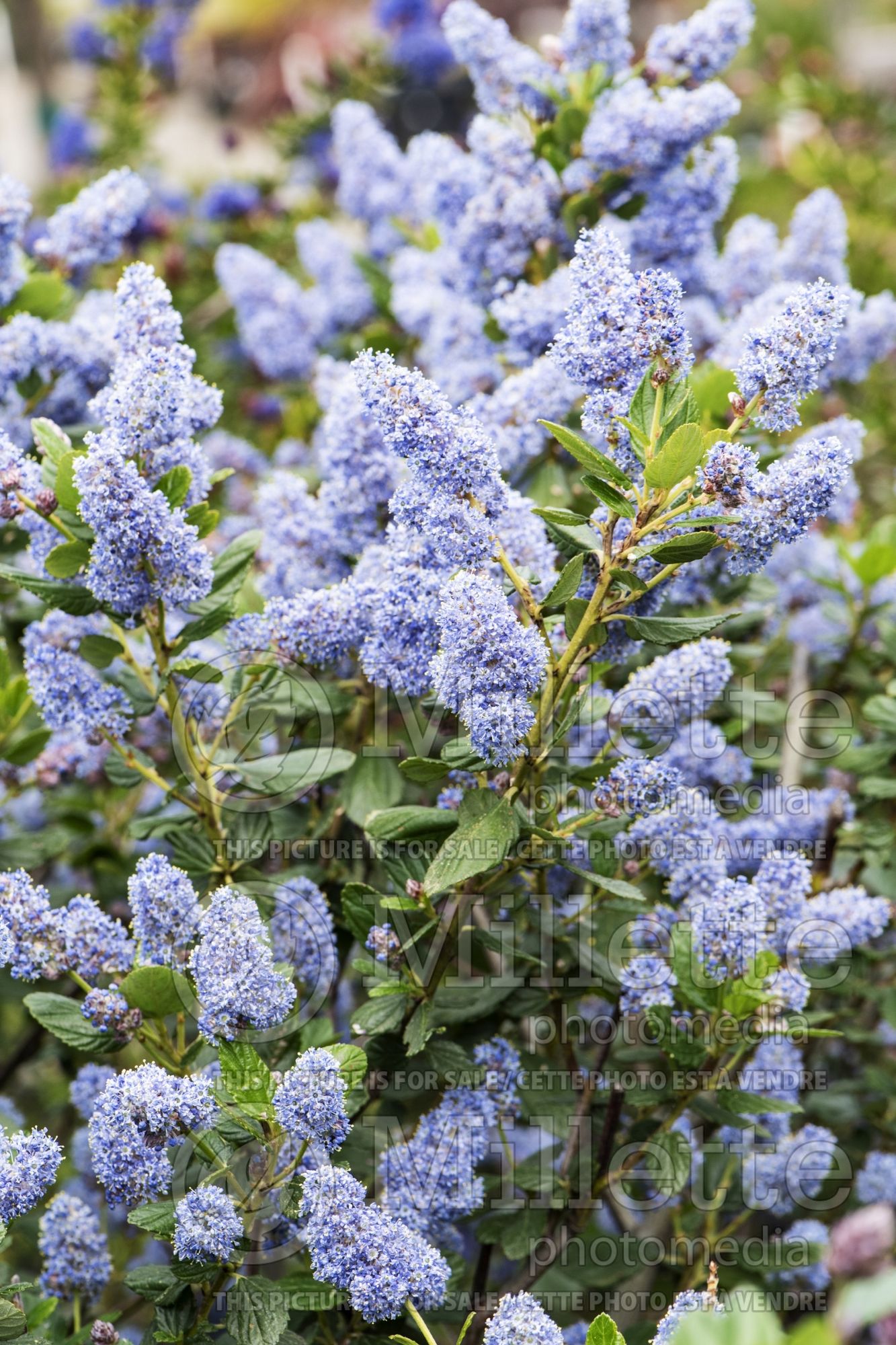 Ceanothus Trewithen Blue (California lilac) 2