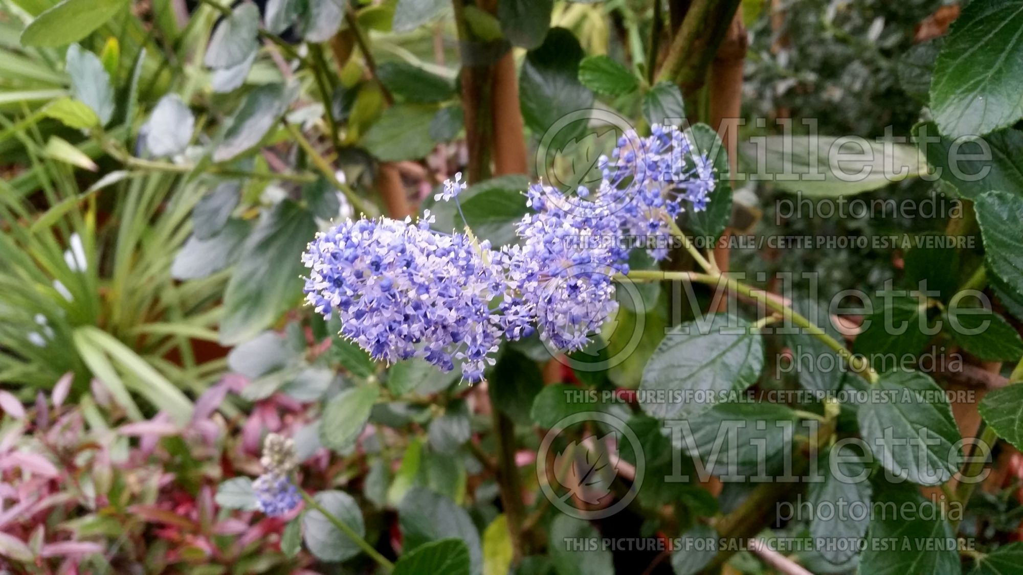 Ceanothus Trewithen Blue (California lilac) 1