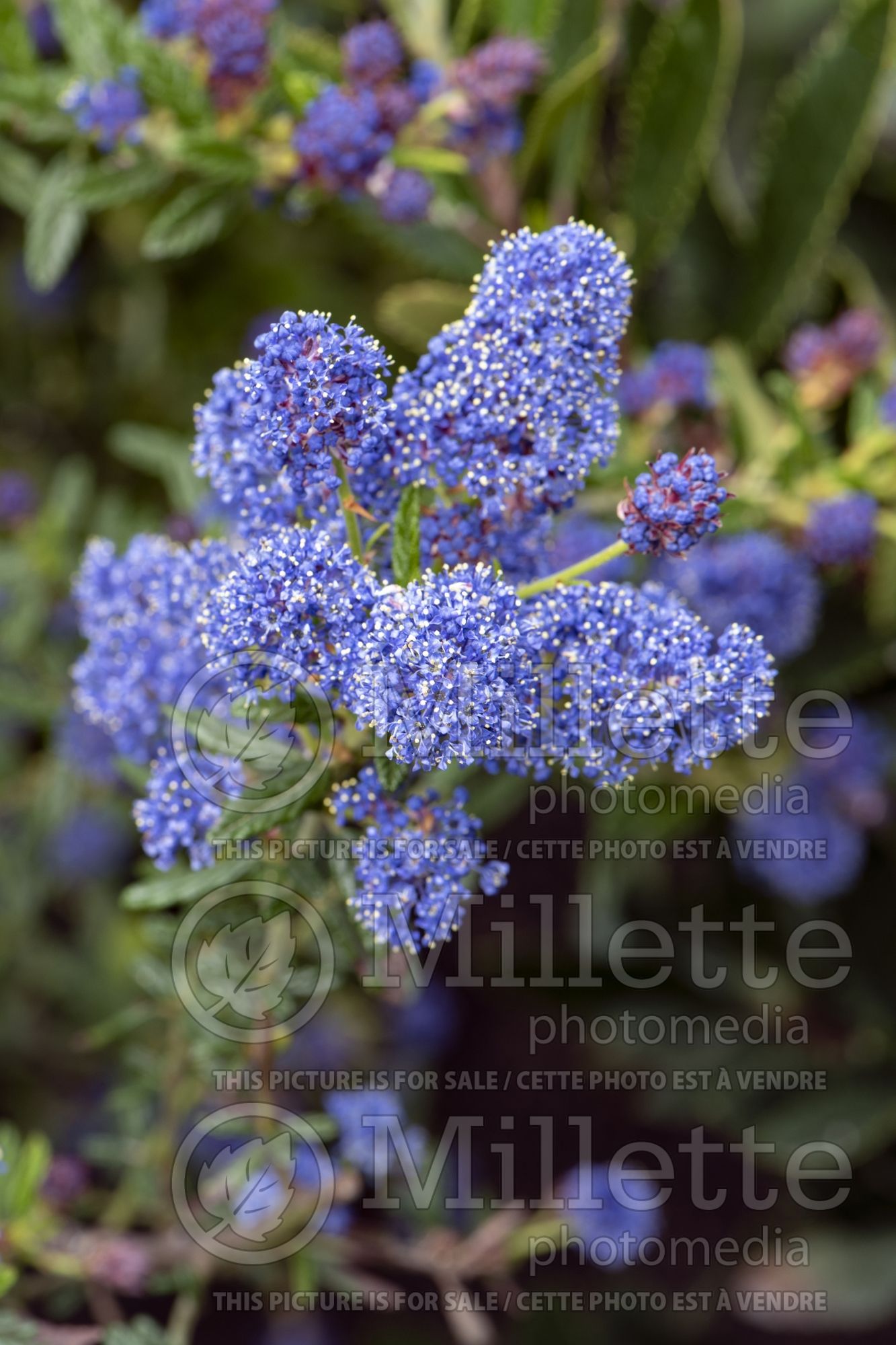 Ceanothus Concha (California lilac) 1