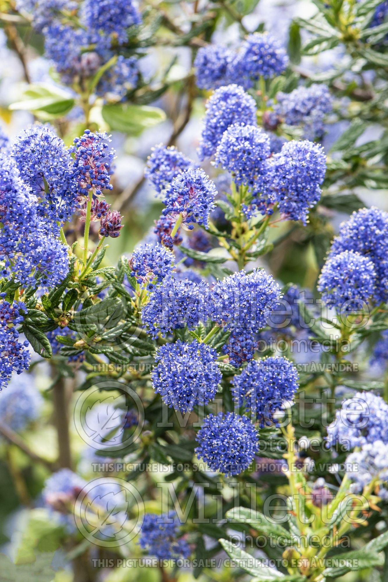 Ceanothus Concha (California lilac) 2
