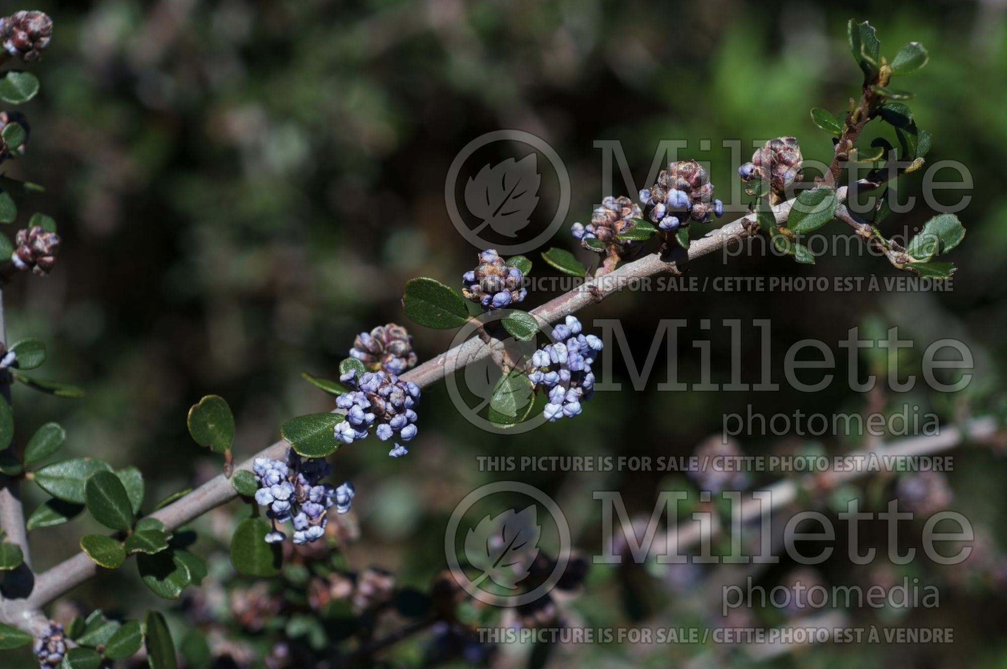 Ceanothus cuneatus (narrow-leaved buckbrush) 2