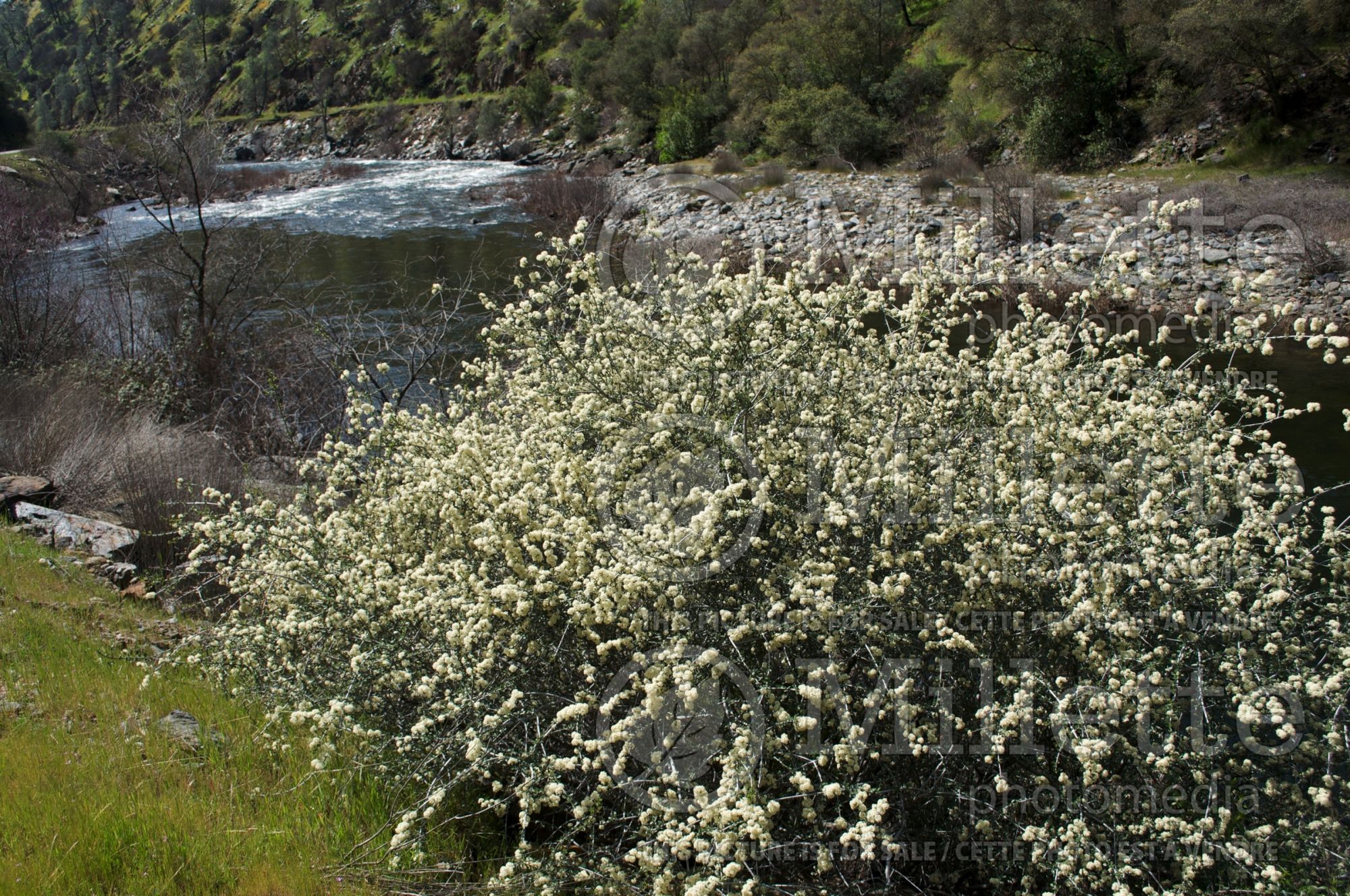 Ceanothus cuneatus (narrow-leaved buckbrush) 3