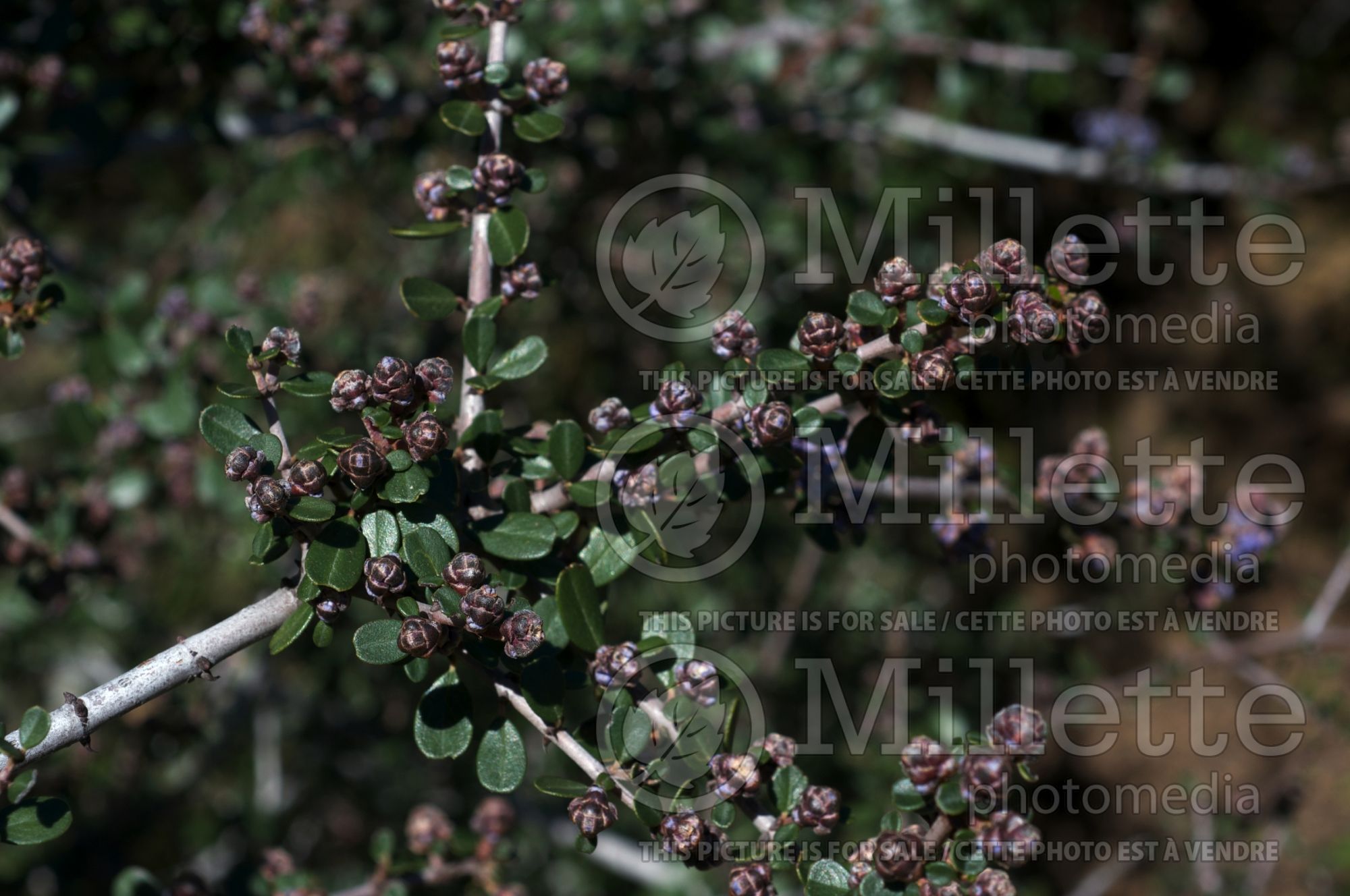 Ceanothus cuneatus (narrow-leaved buckbrush) 4
