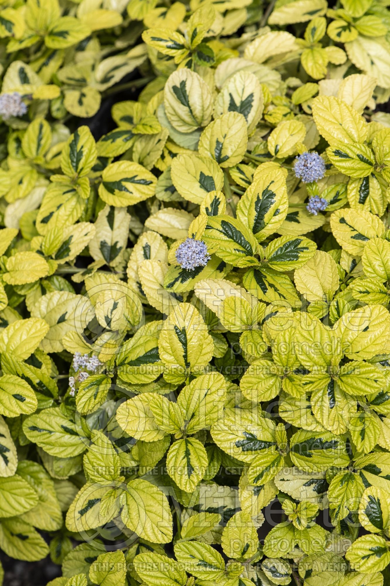 Ceanothus Diamond Heights (California lilac) 2