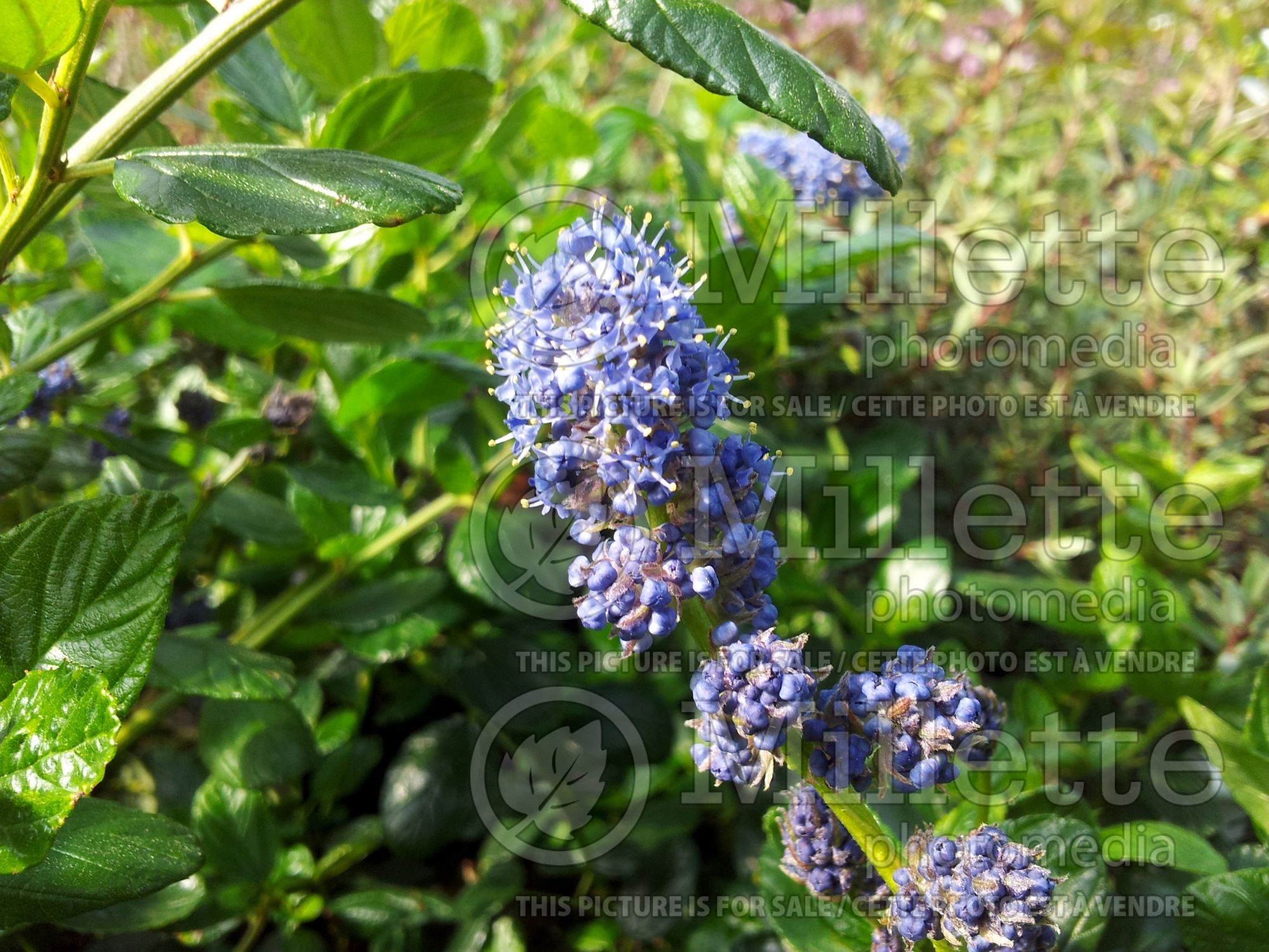 Ceanothus Yankee Point (California lilac) 3