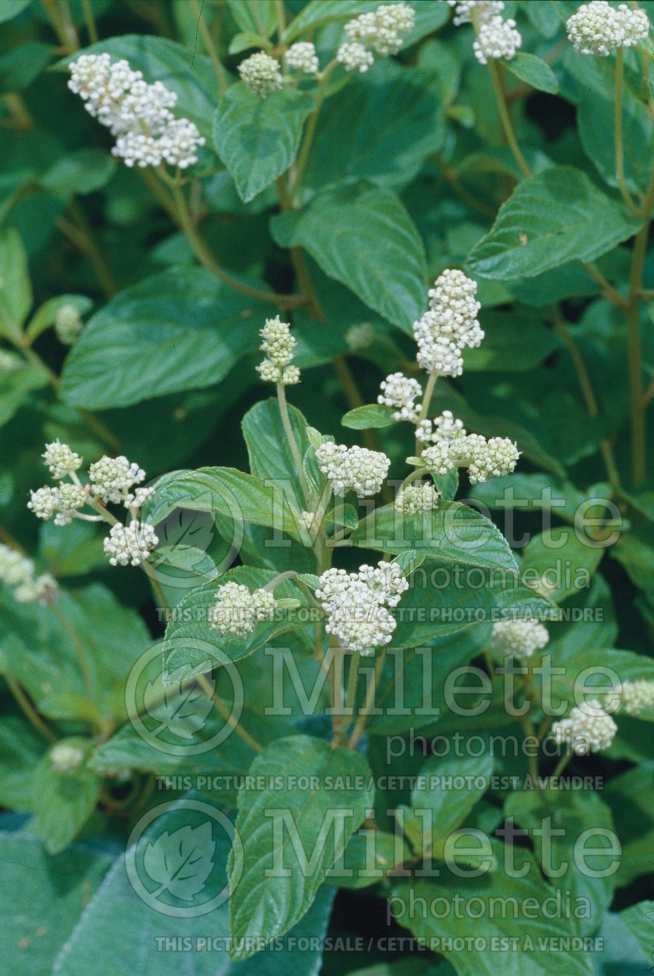 Ceanothus herbaceus (New Jersey tea) 1