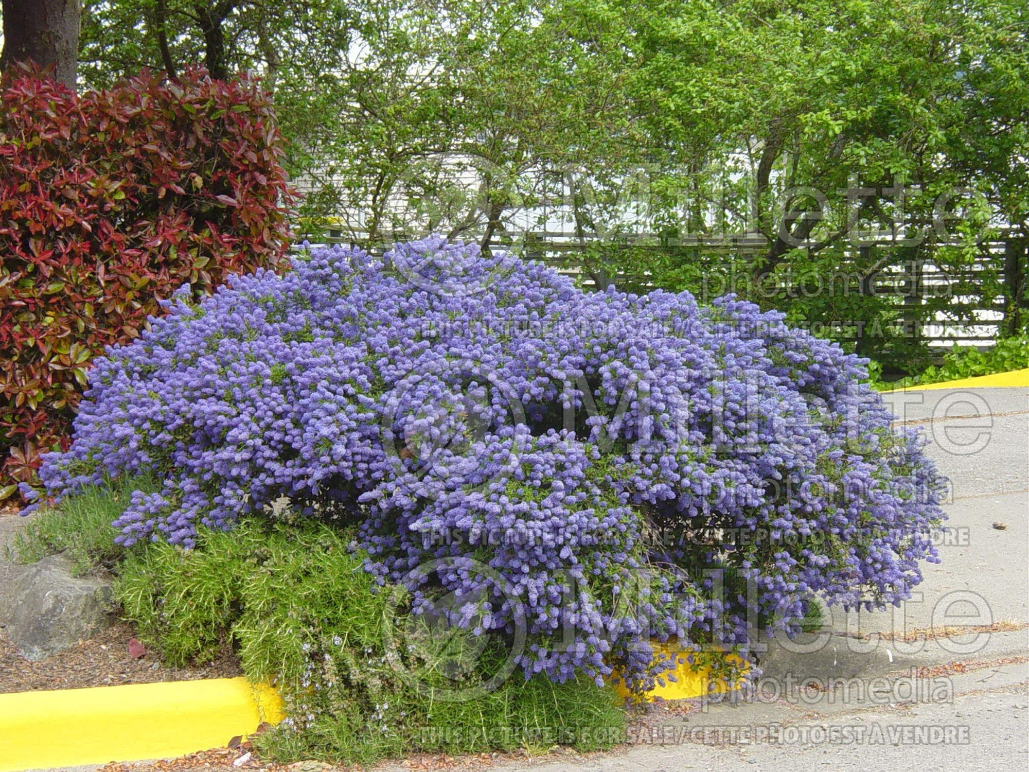 Ceanothus Julia Phelps (California lilac) 1