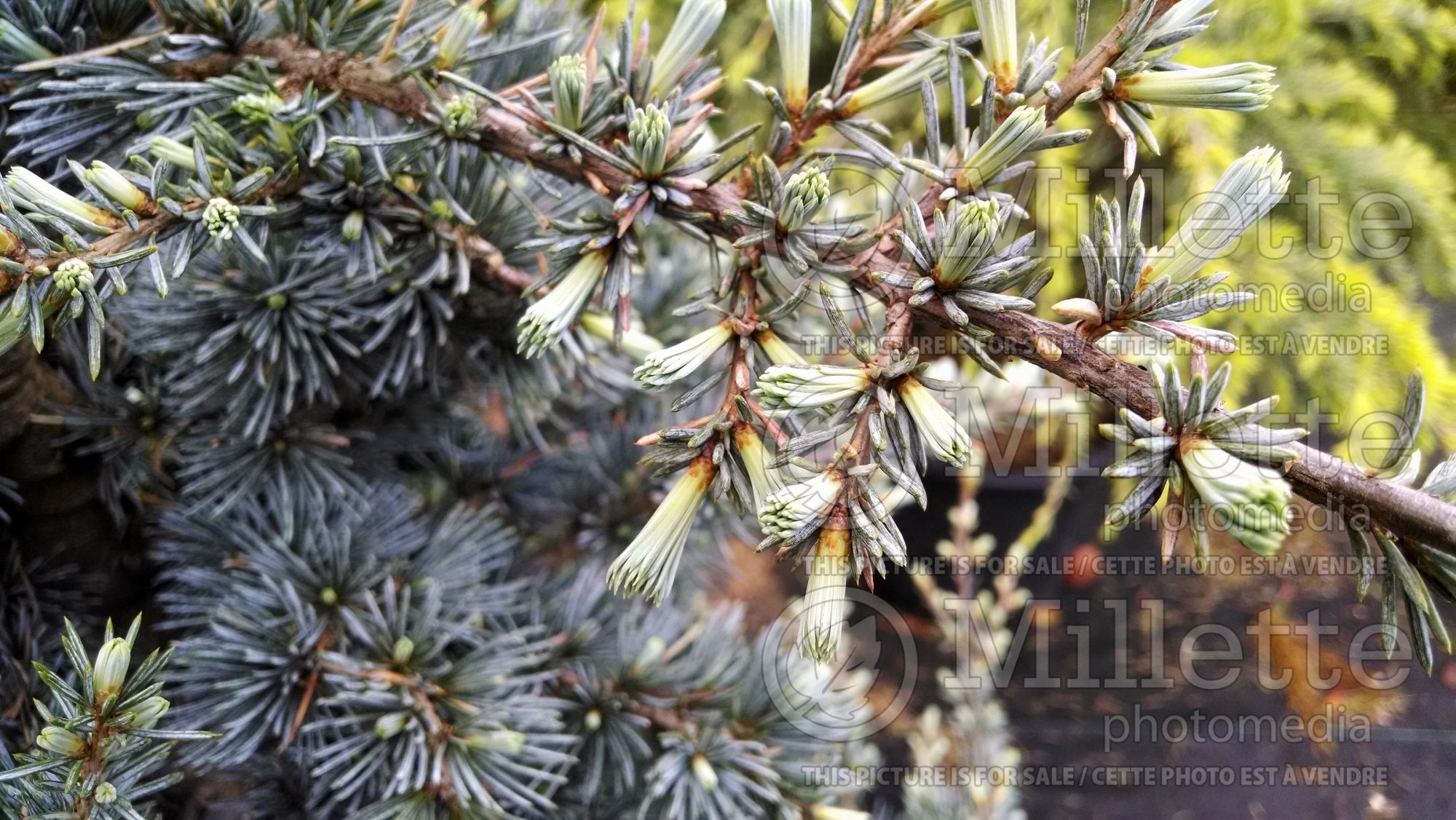 Cedrus Glauca (Blue Atlas Cedar) 2